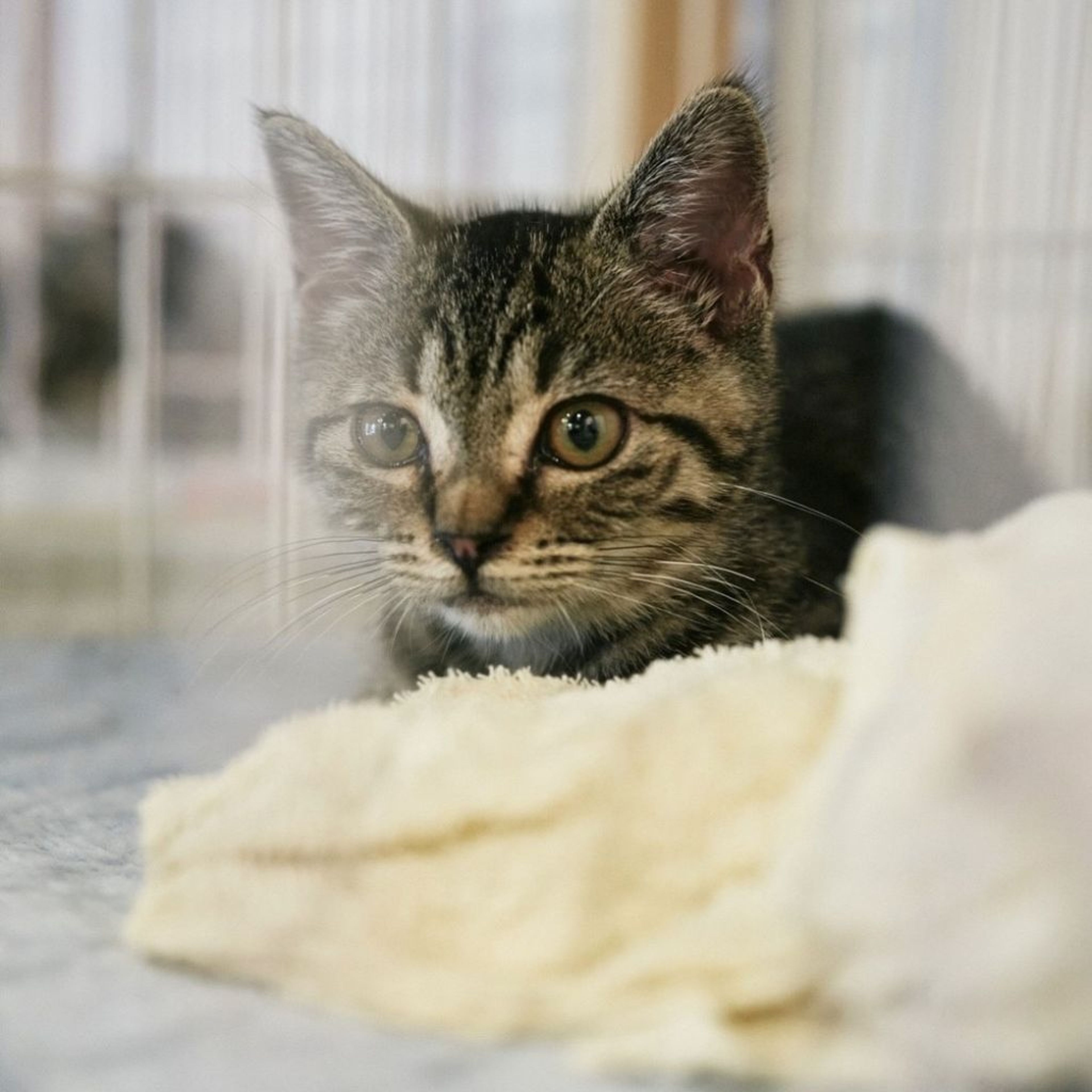 pet-image-6