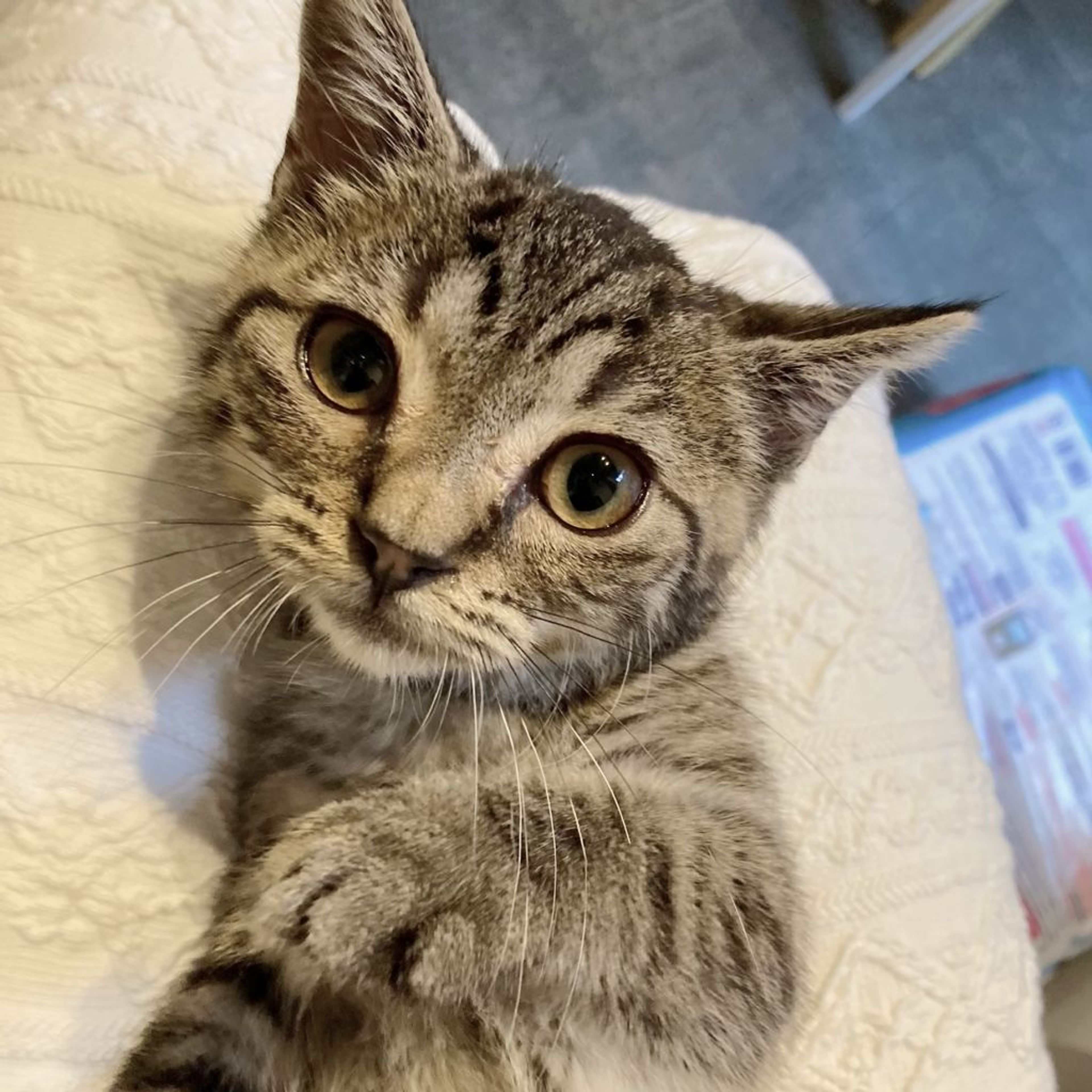 pet-image-3