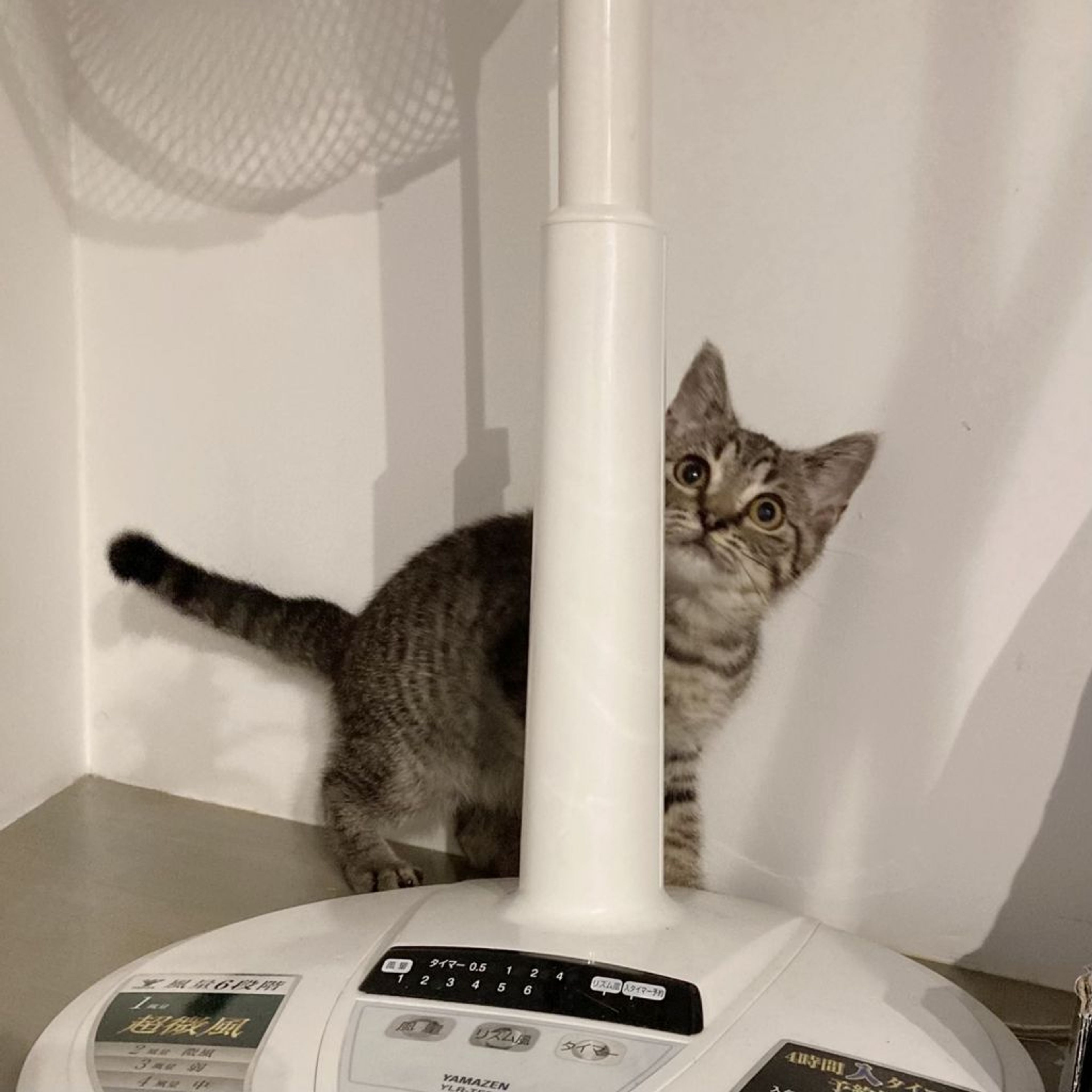 pet-image-4