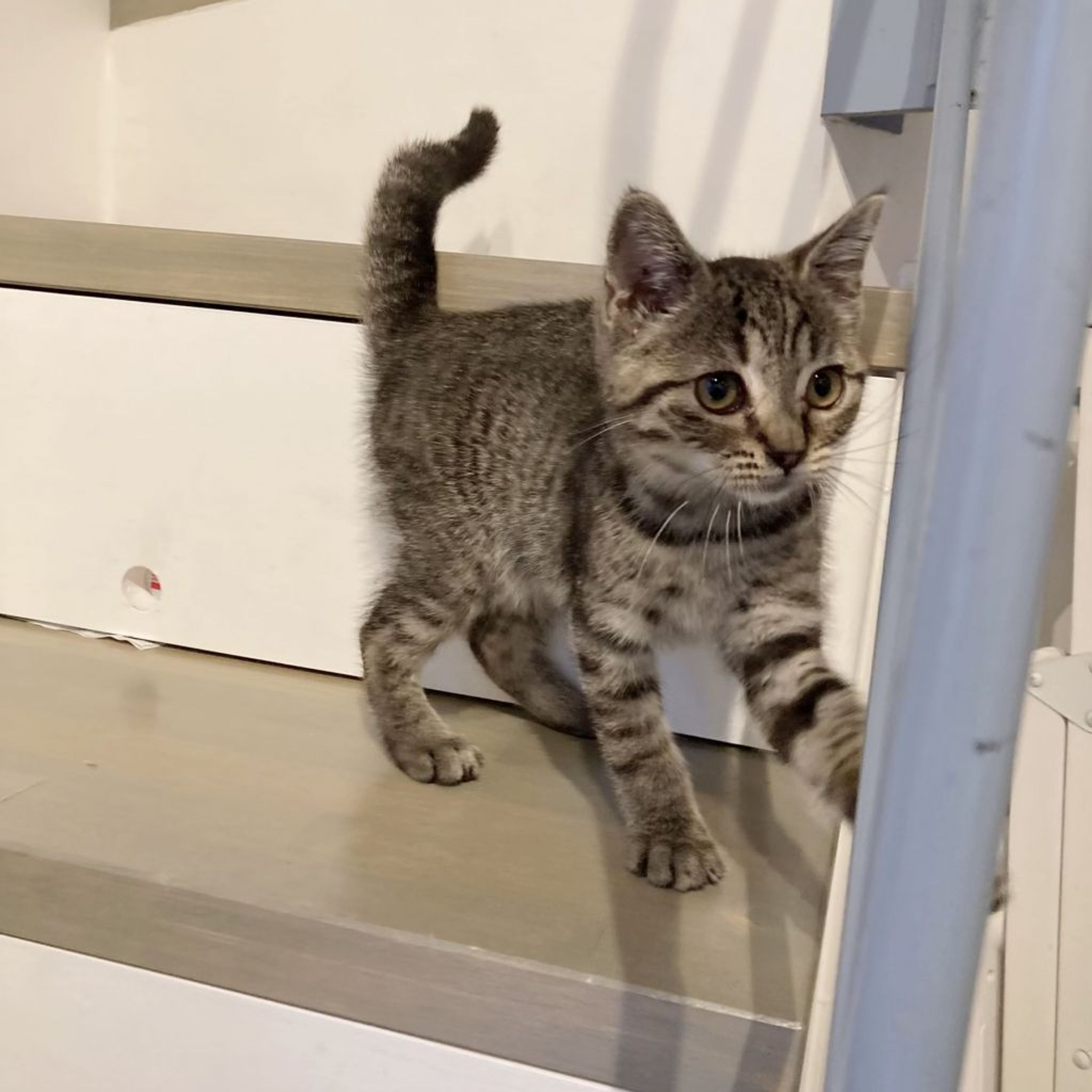pet-image-7