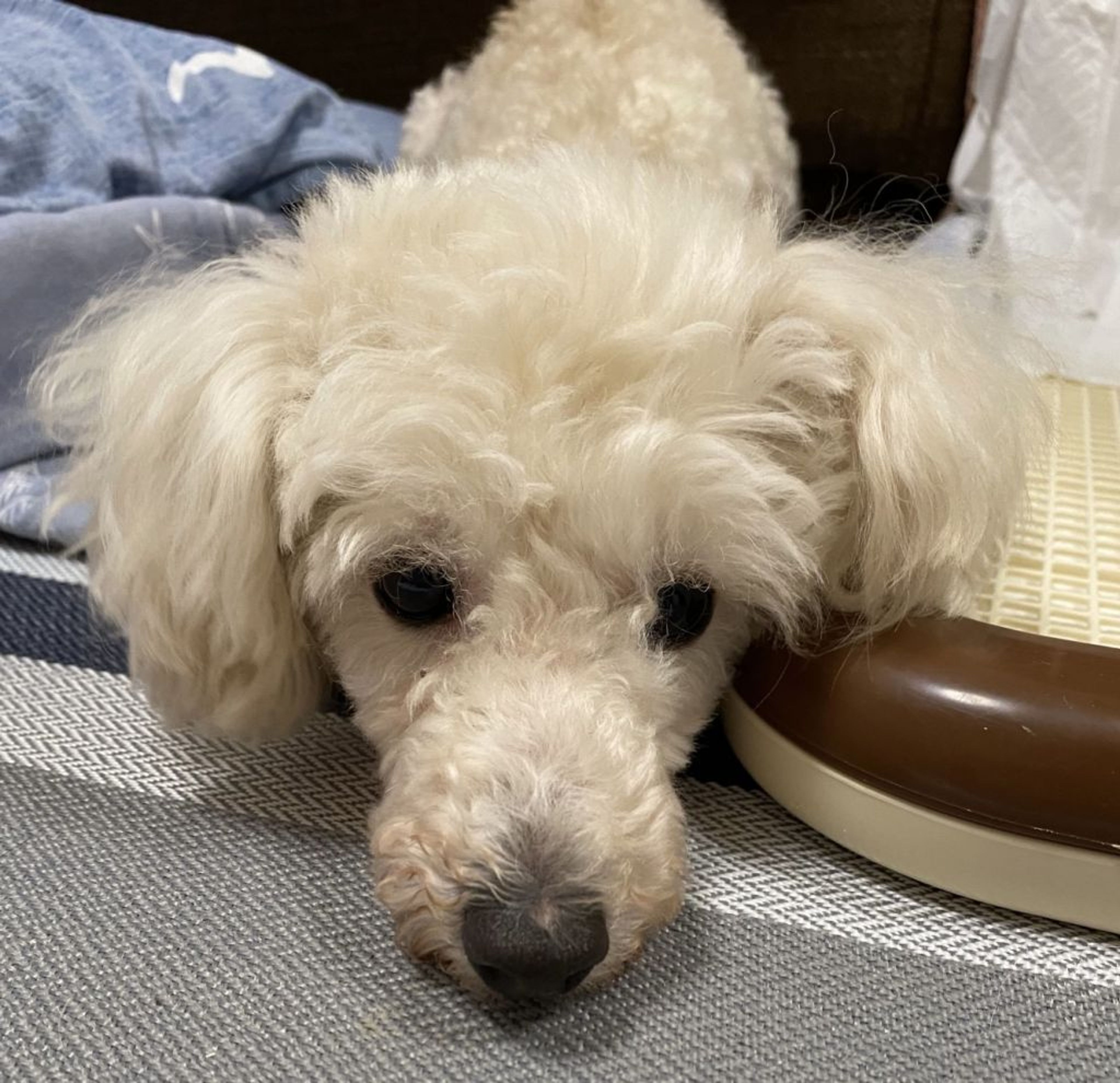 pet-image-6