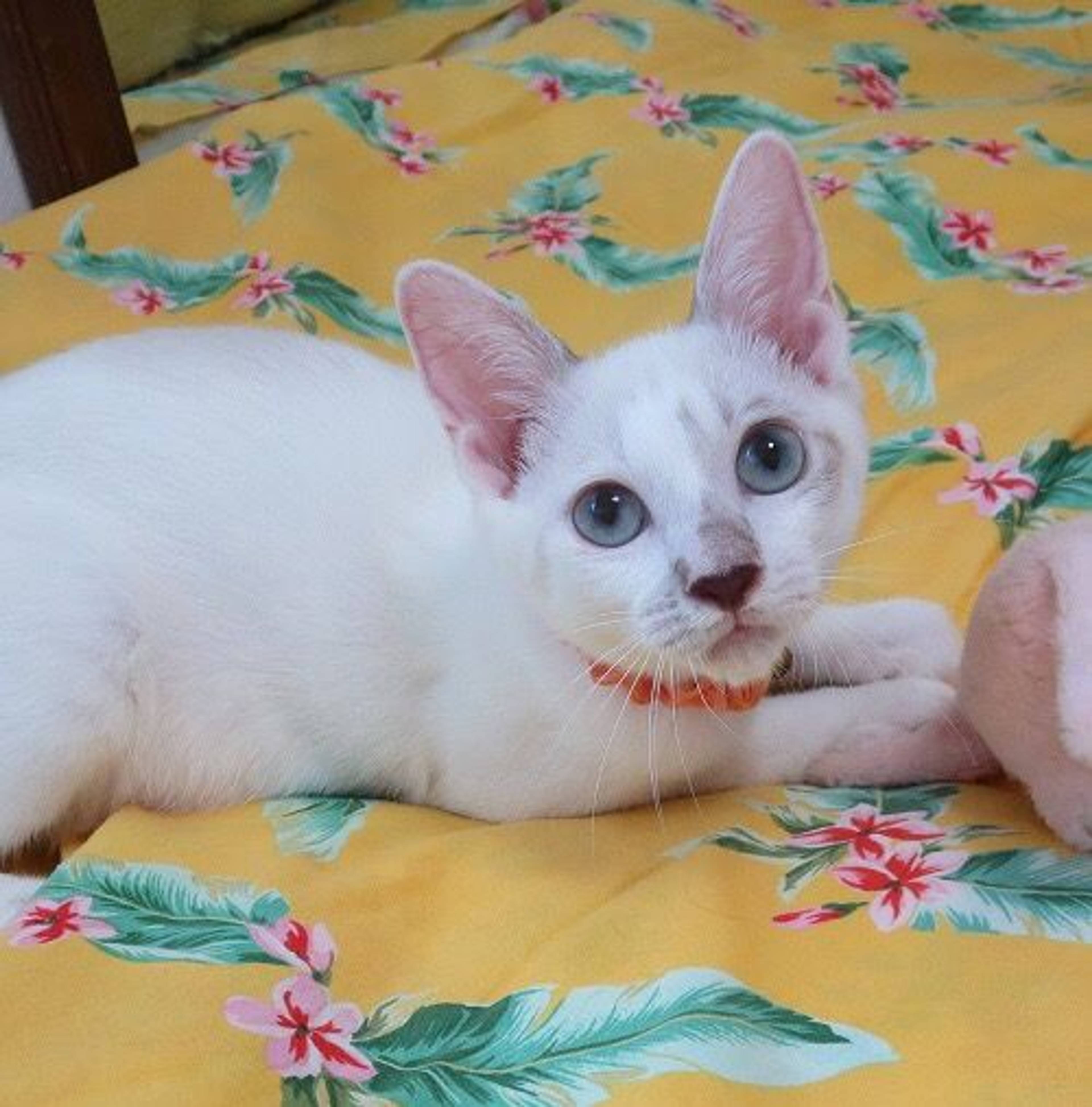 雑種（ミックス猫）・オスの里親募集の写真