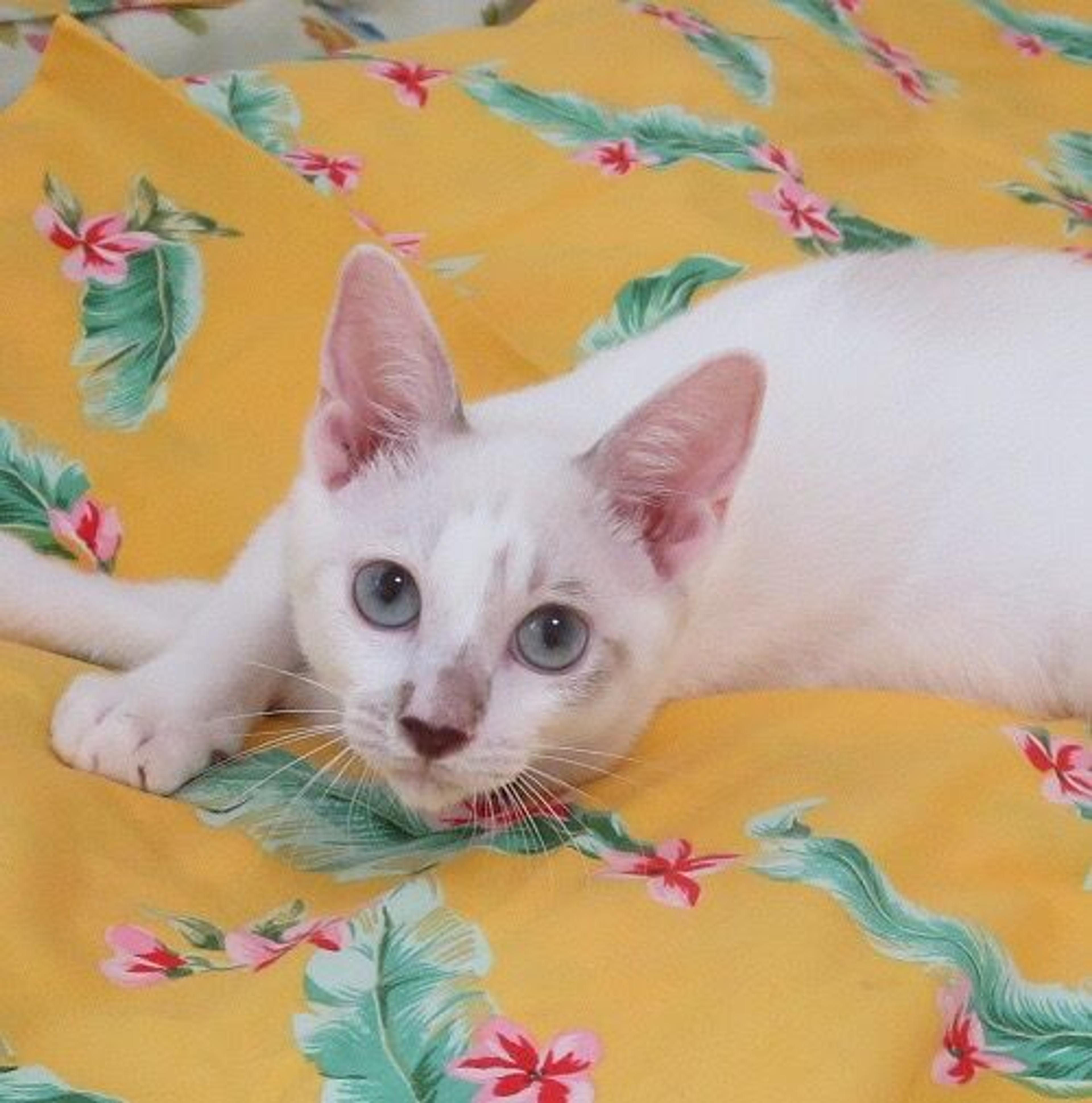 pet-image-3