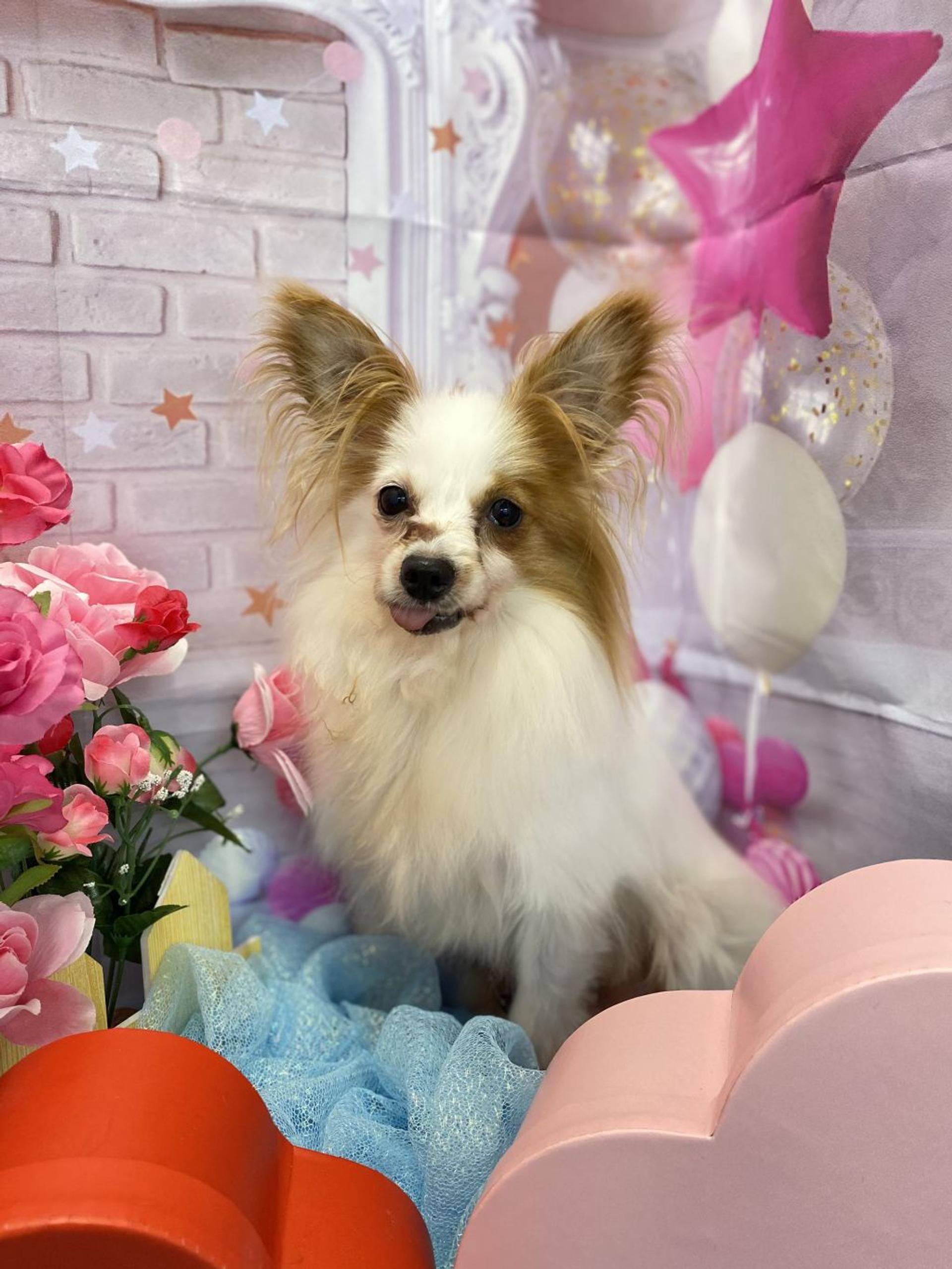 pet-image-2