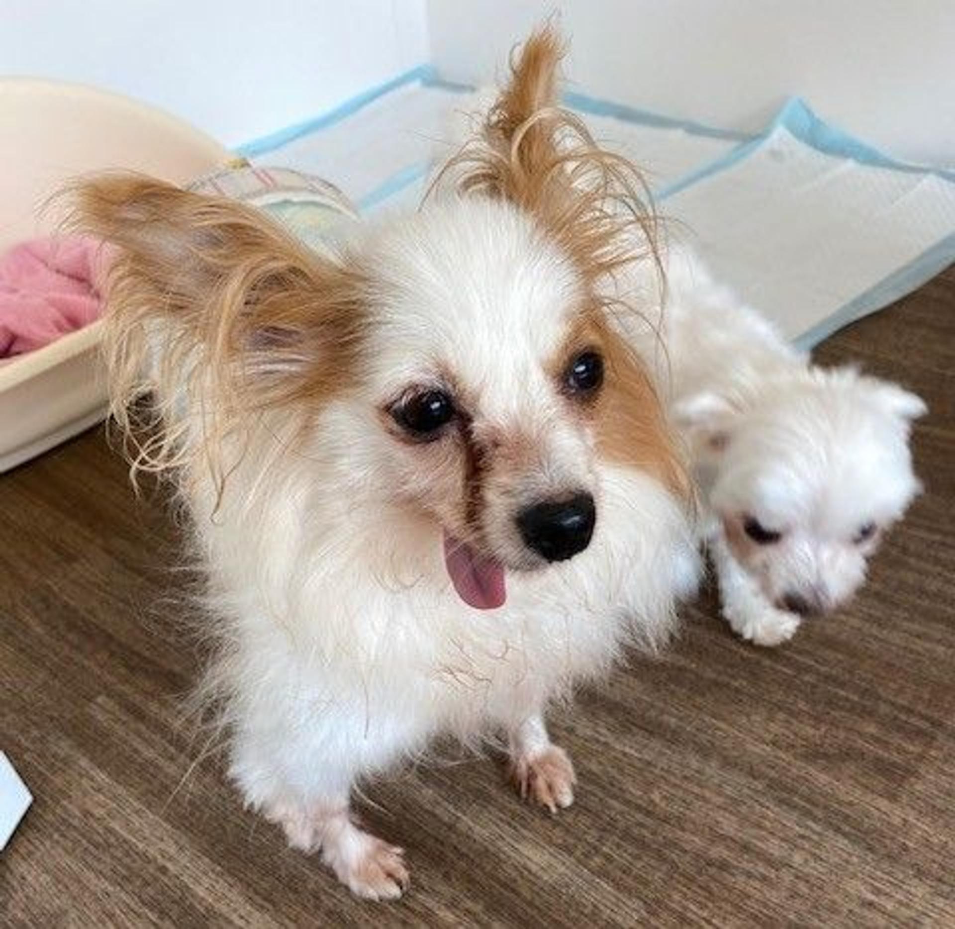 pet-image-3