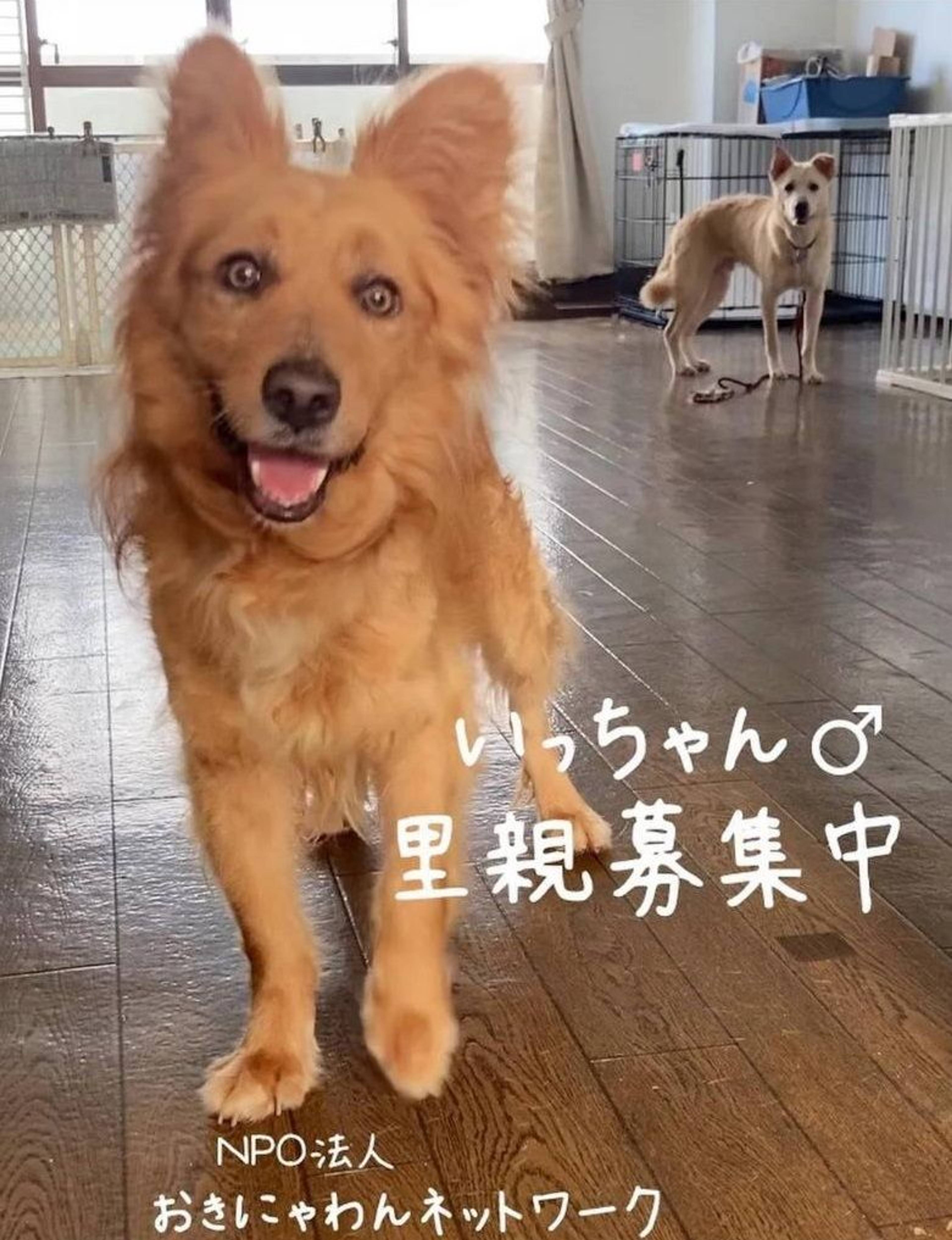 雑種（ミックス犬）・オスの里親募集の写真