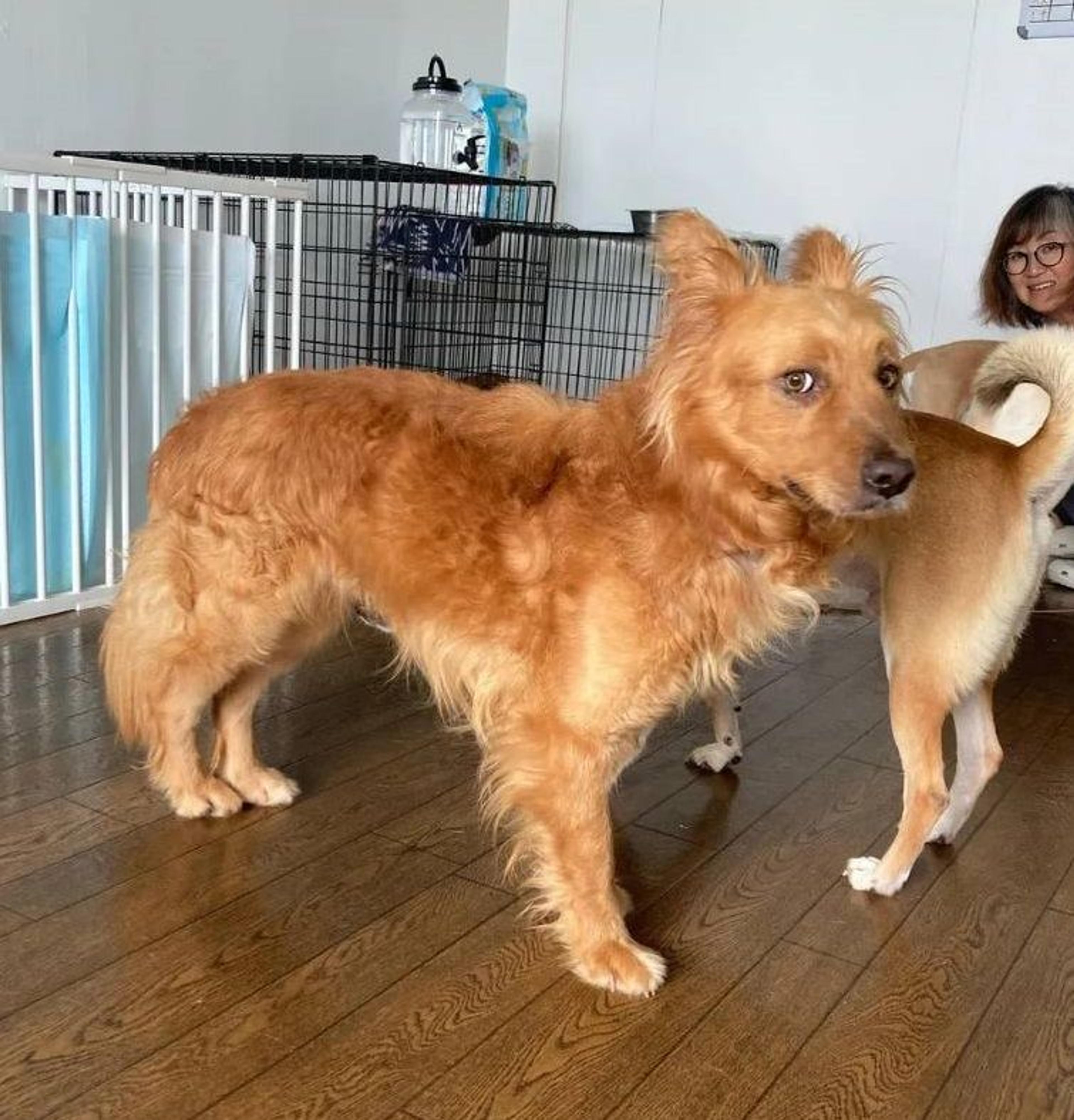 pet-image-3