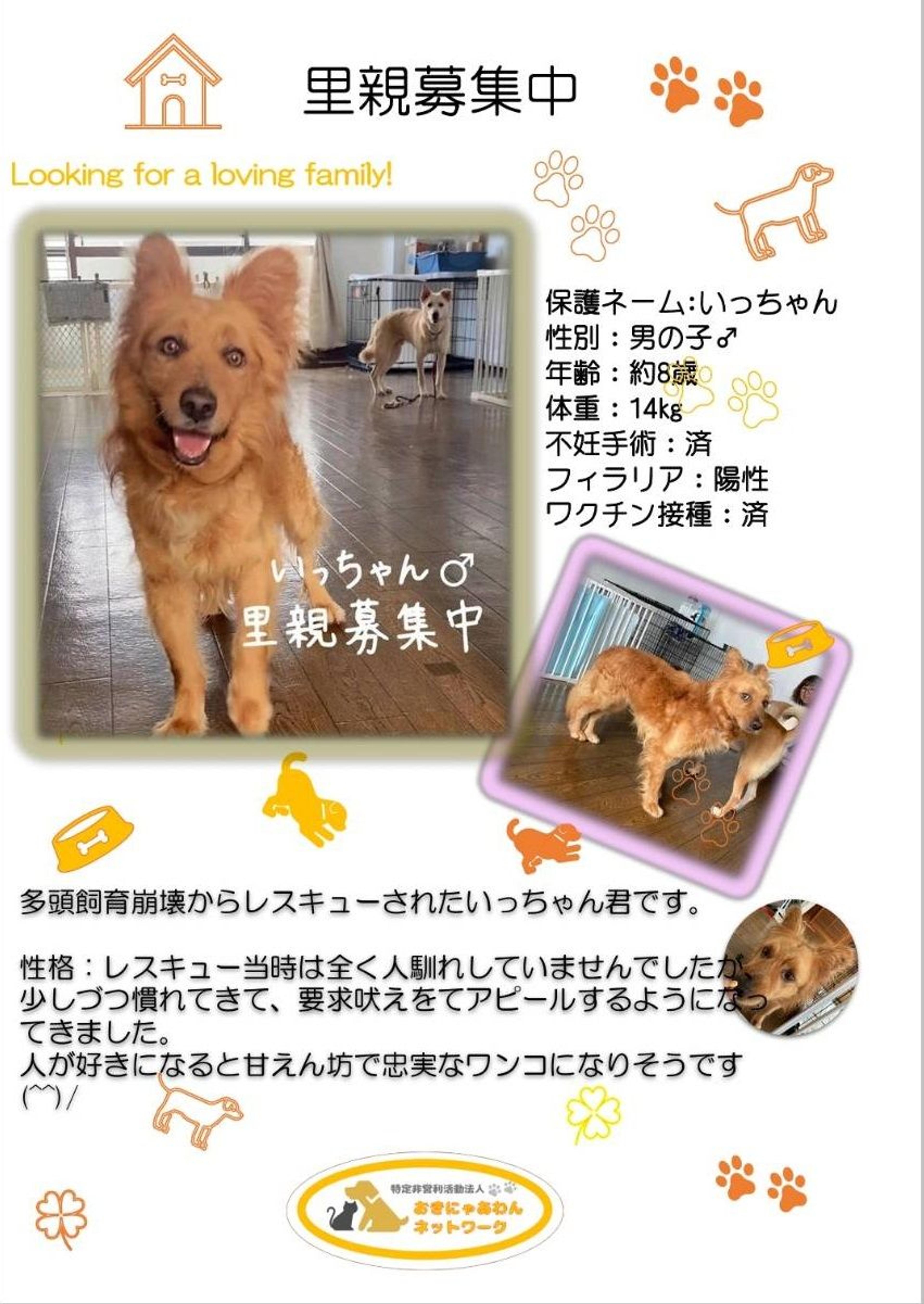 pet-image-2