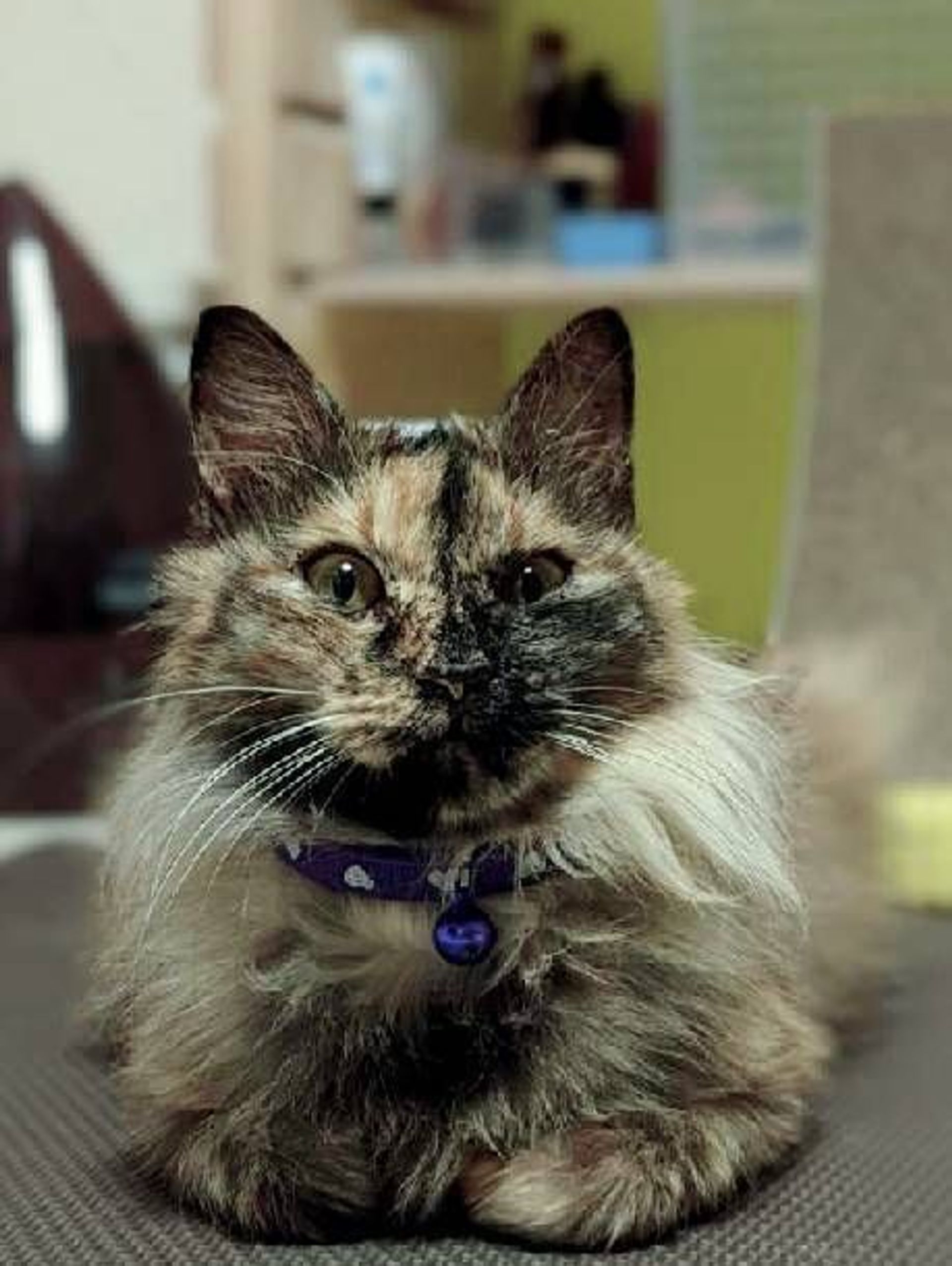 雑種（ミックス猫）・メスの里親募集の写真