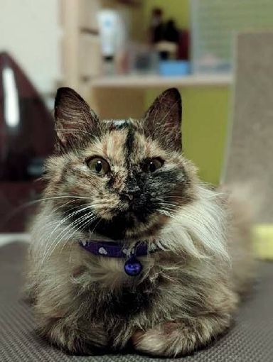 マミの写真