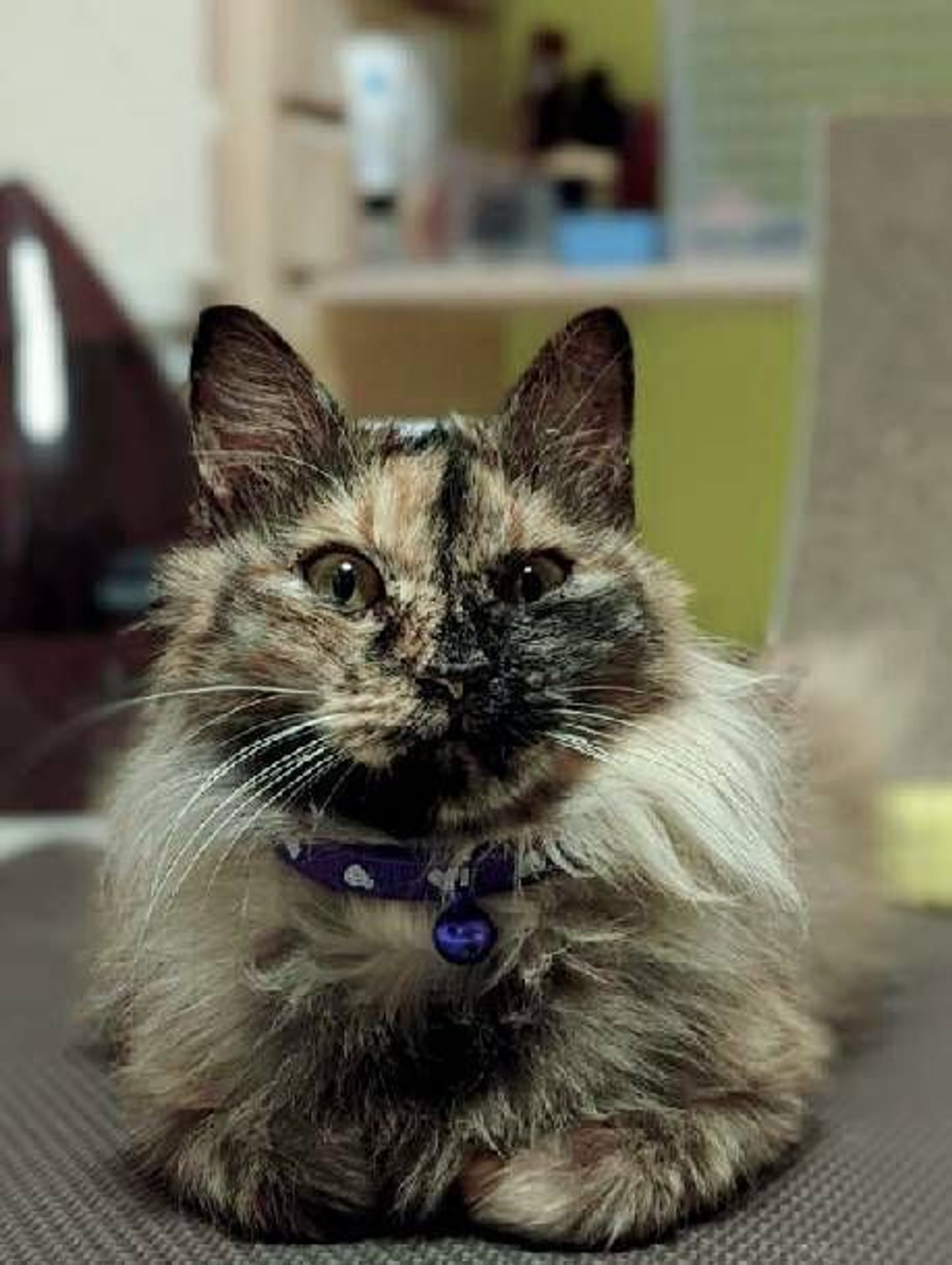 雑種（ミックス猫）・メスの里親募集の写真