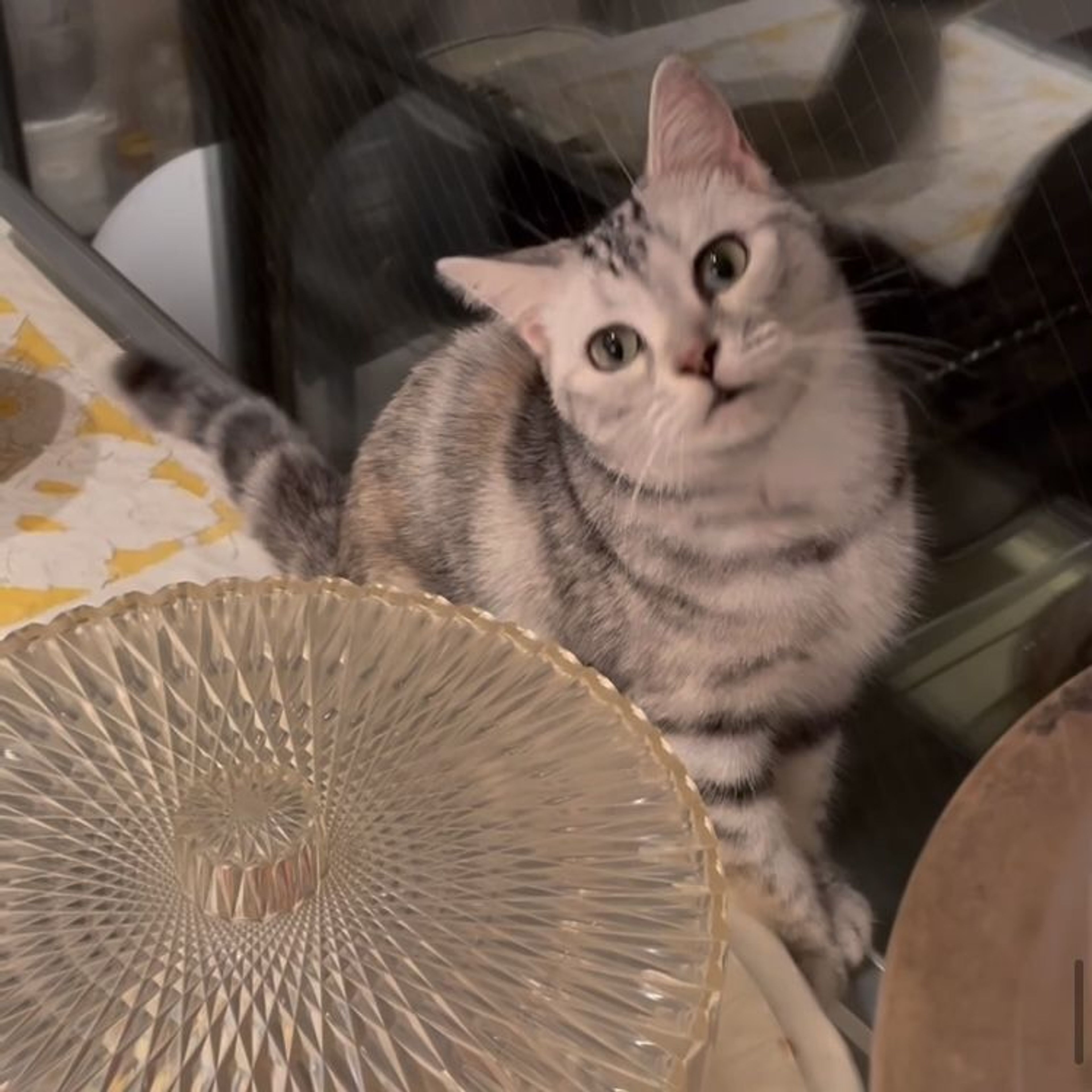 pet-image-4