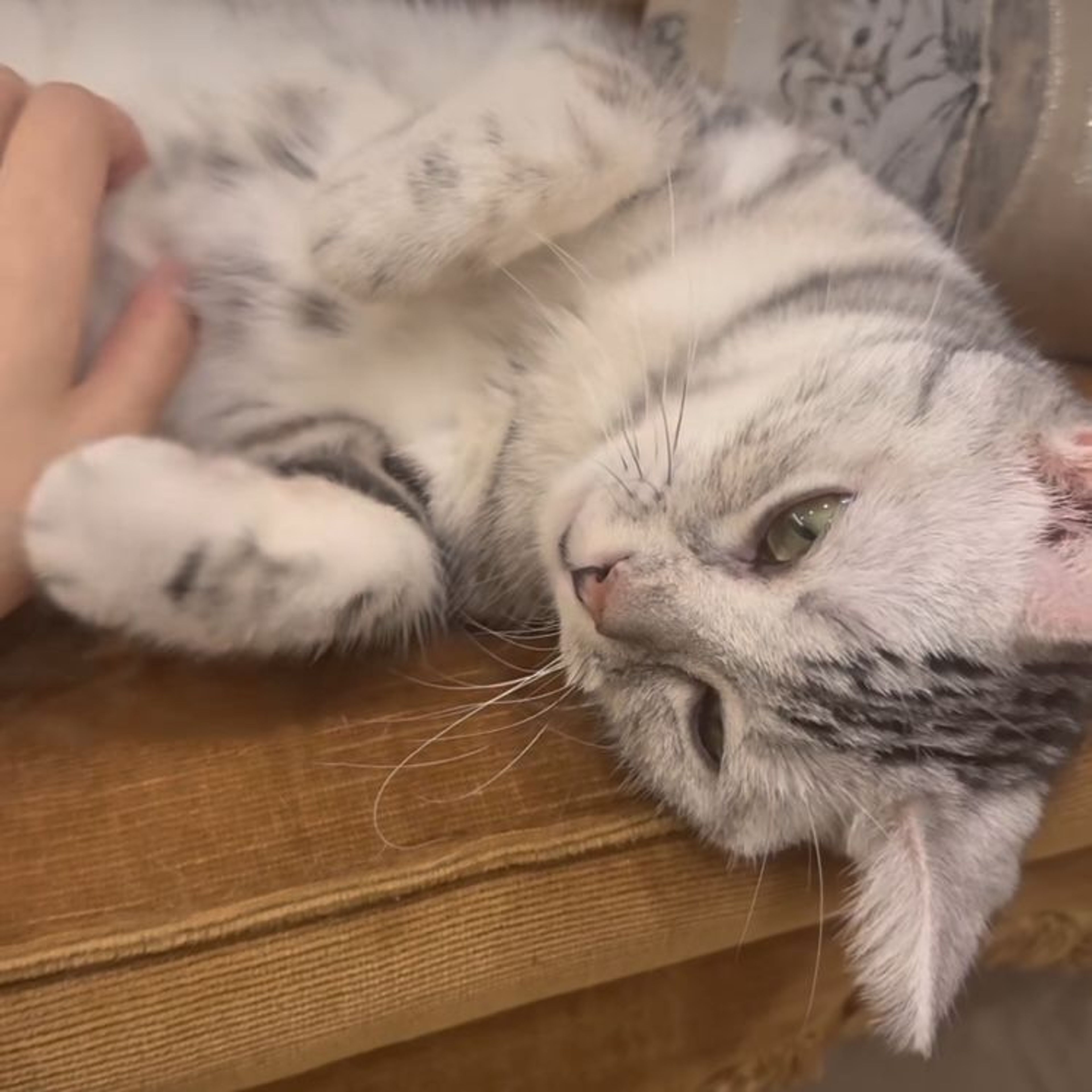 pet-image-5