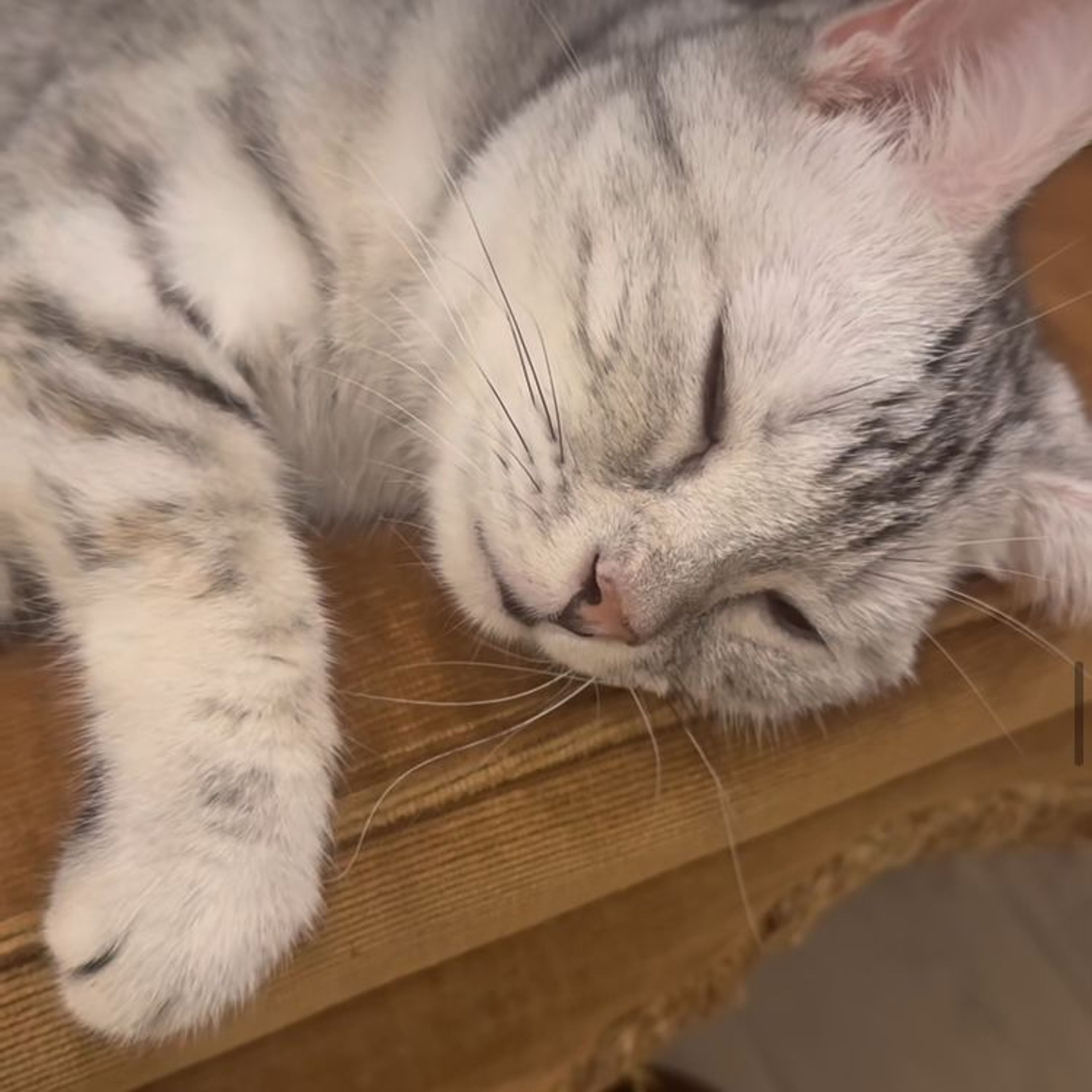 pet-image-6