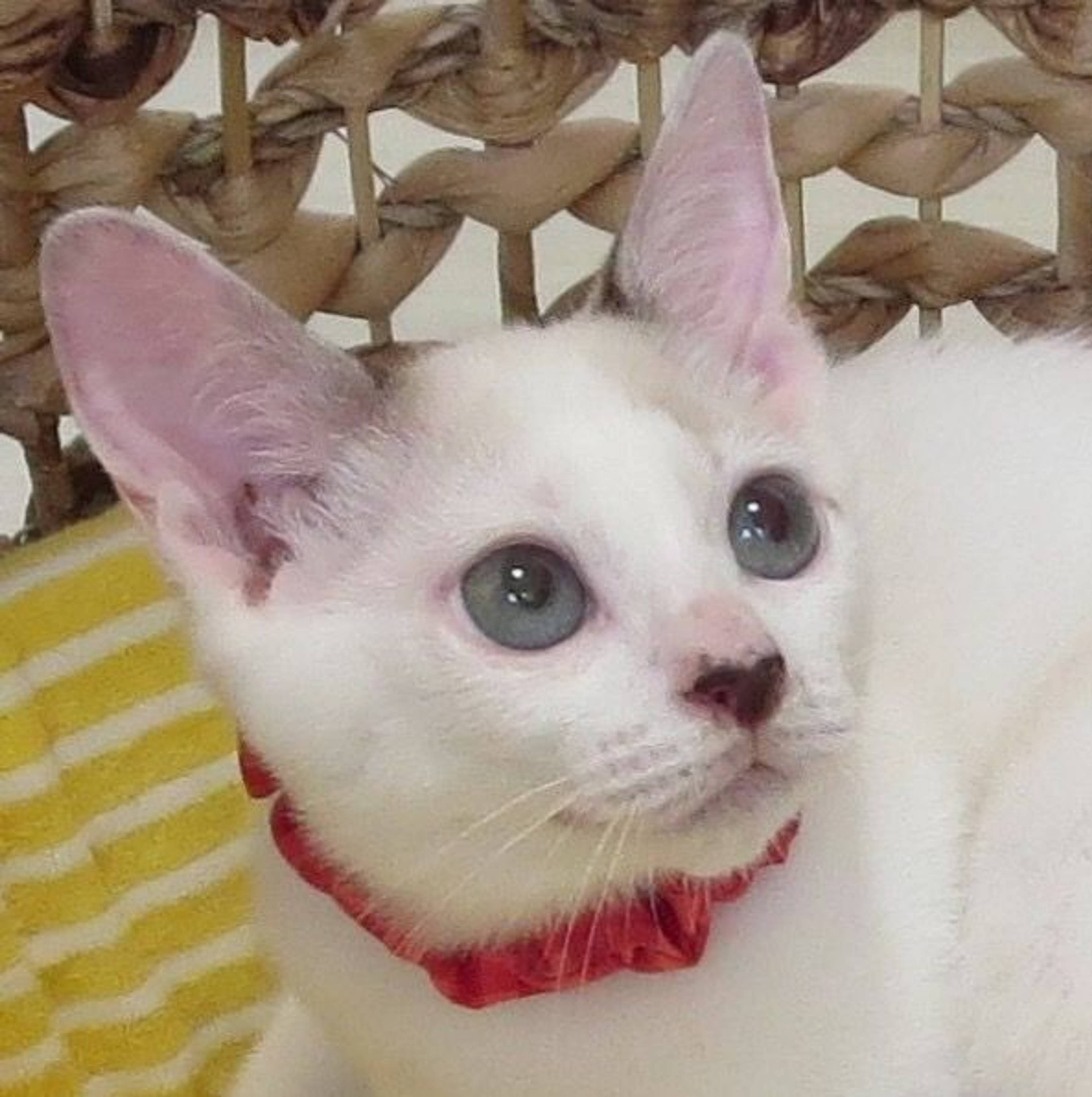 雑種（ミックス猫）・オスの里親募集の写真