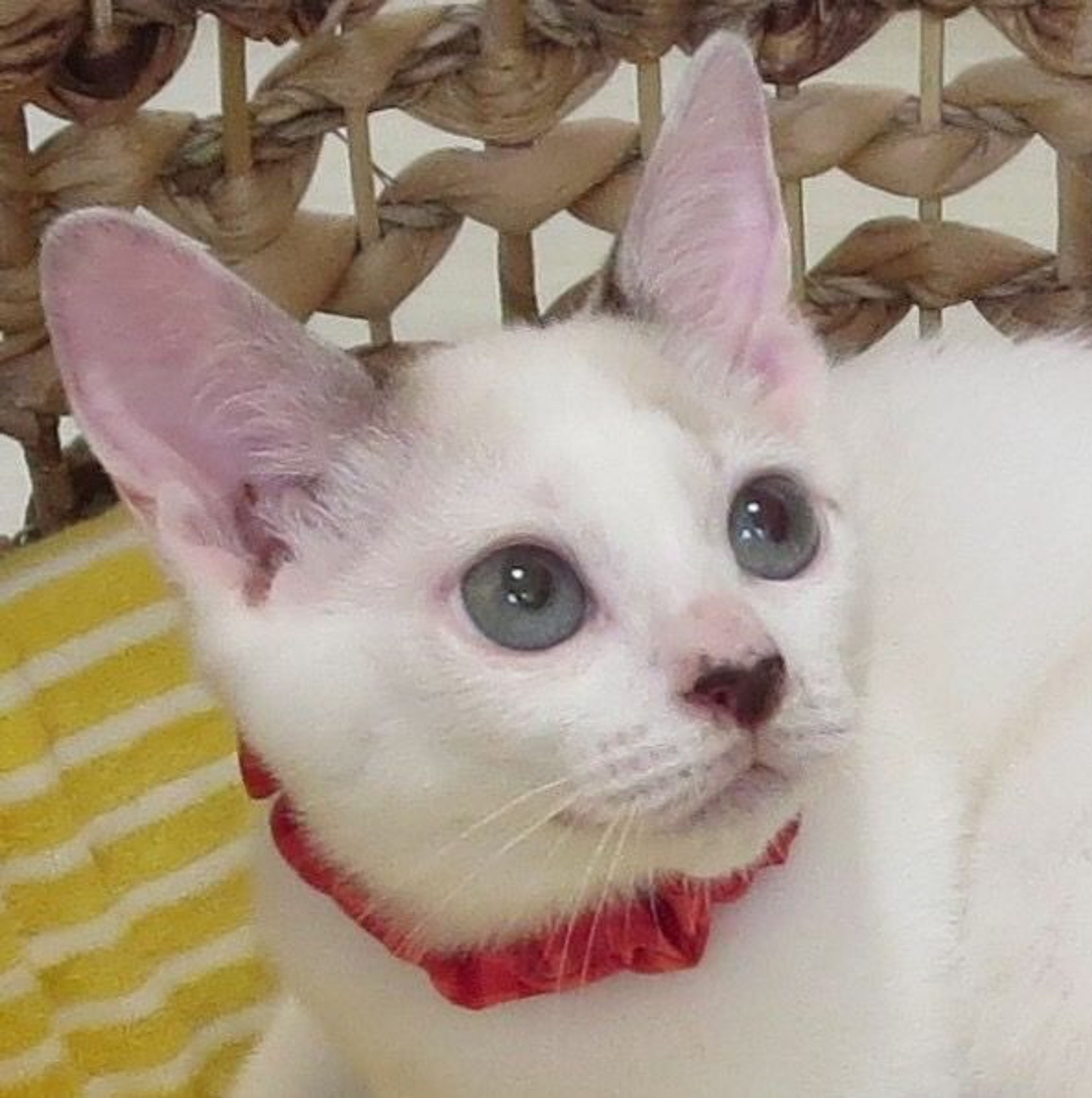 雑種（ミックス猫）・オスの里親募集の写真