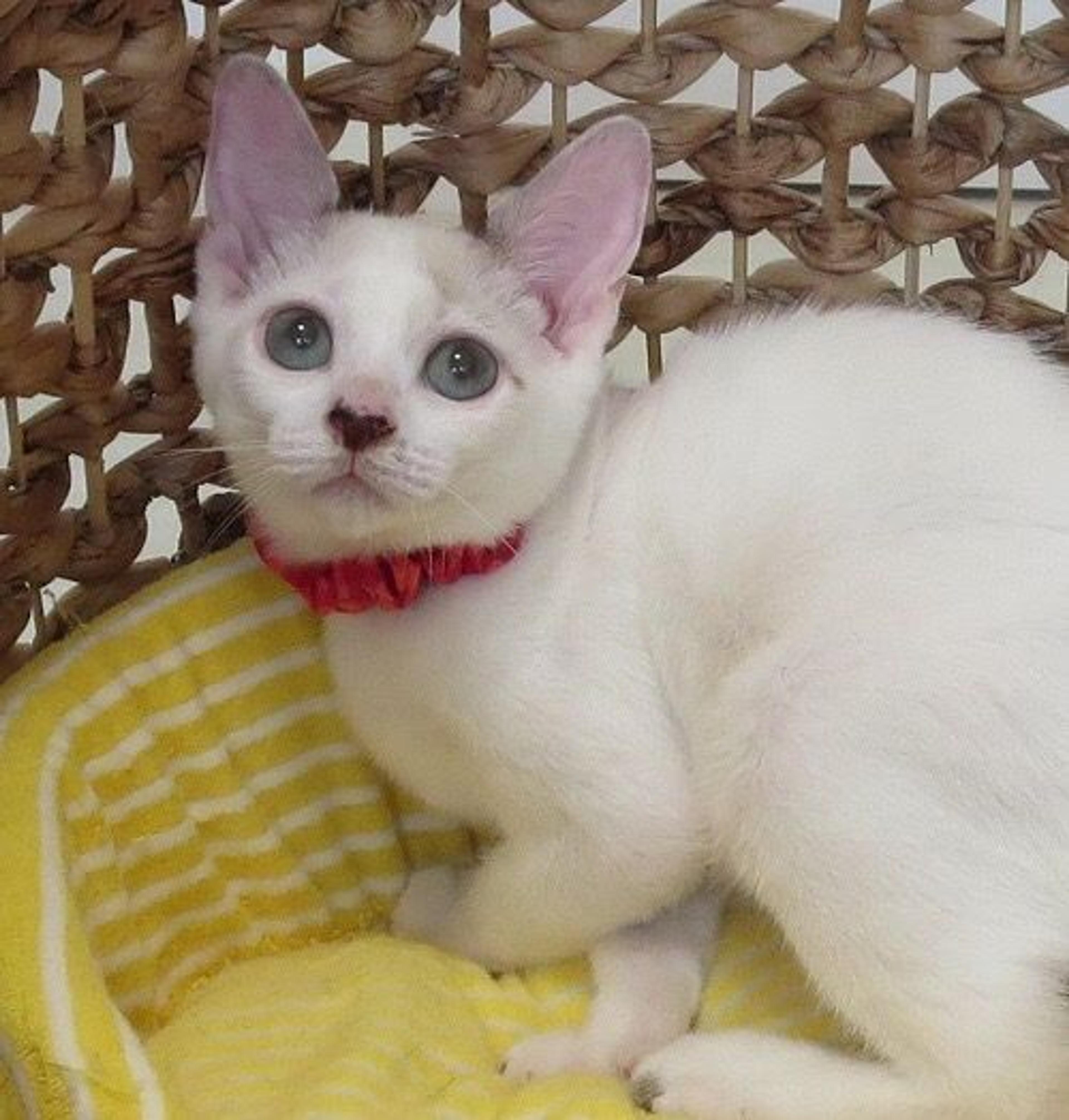 pet-image-2