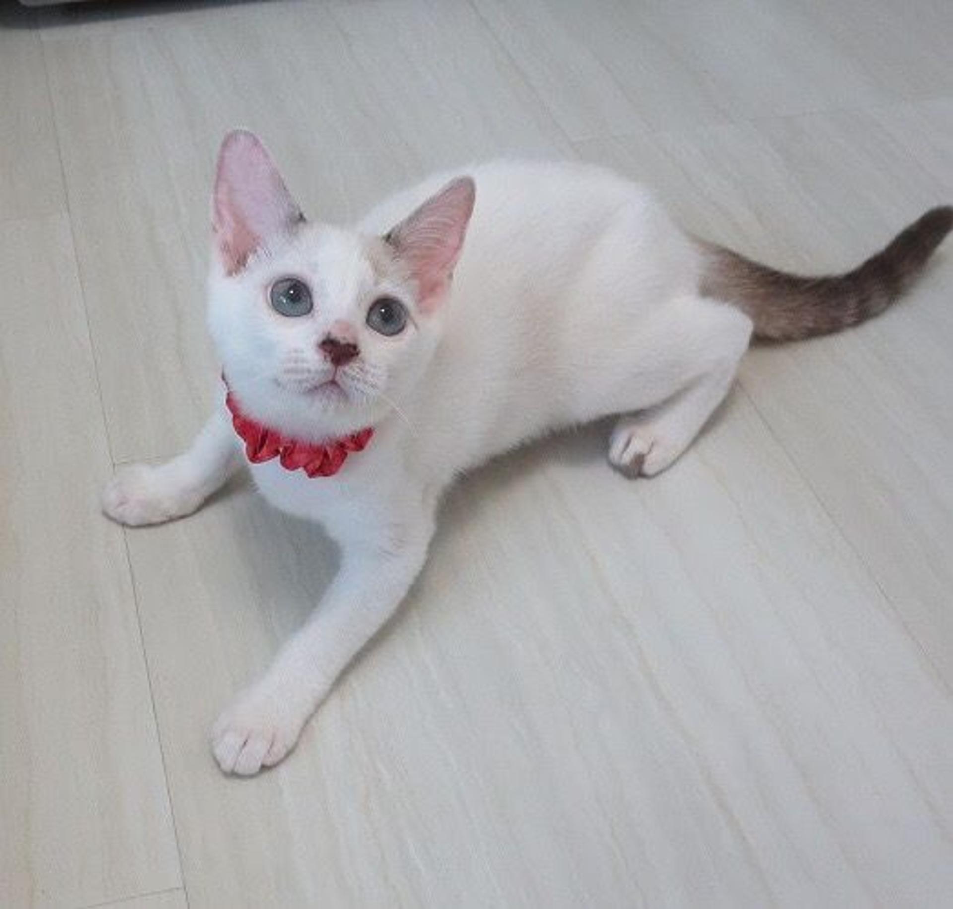 pet-image-3