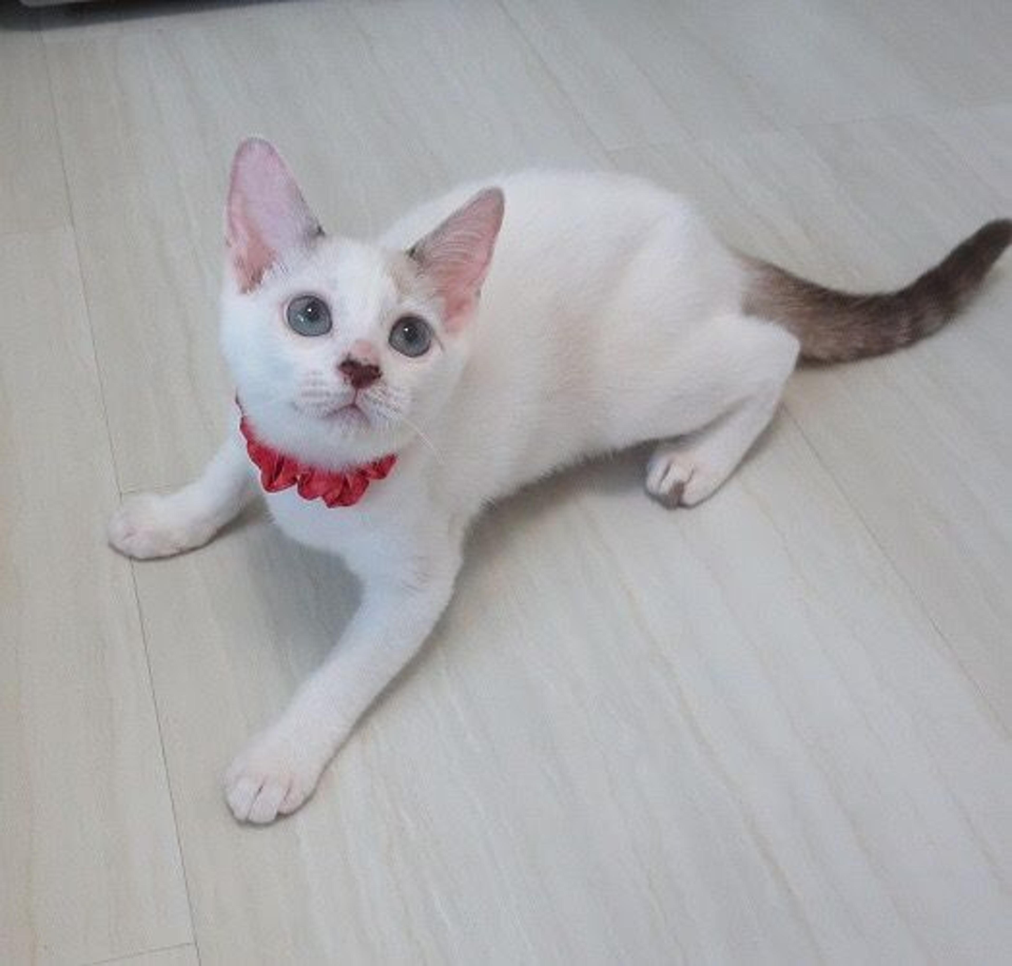 pet-image-3