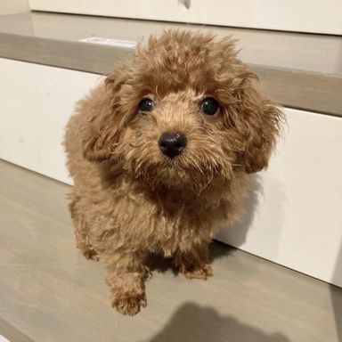げんき