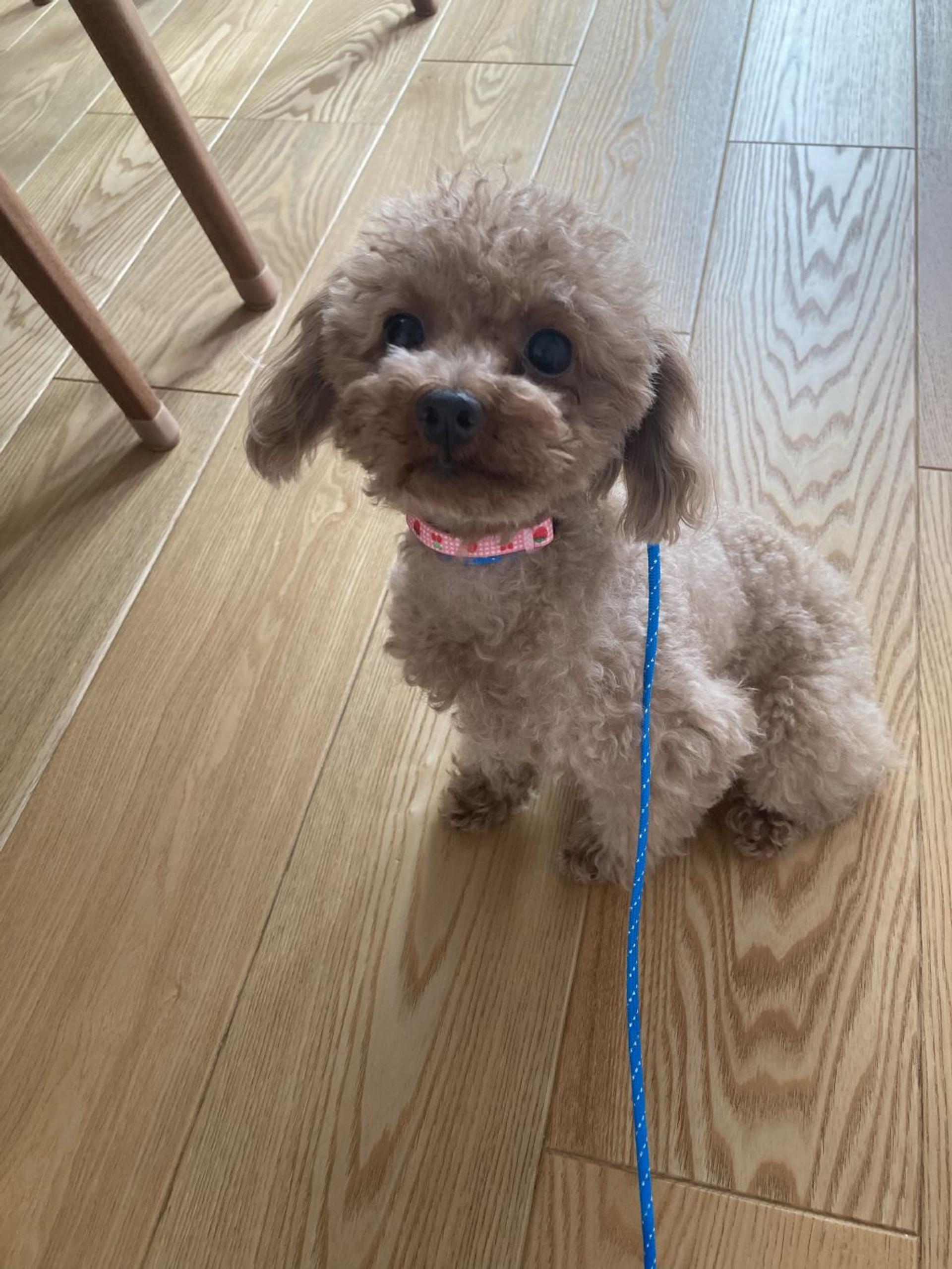 pet-image-3