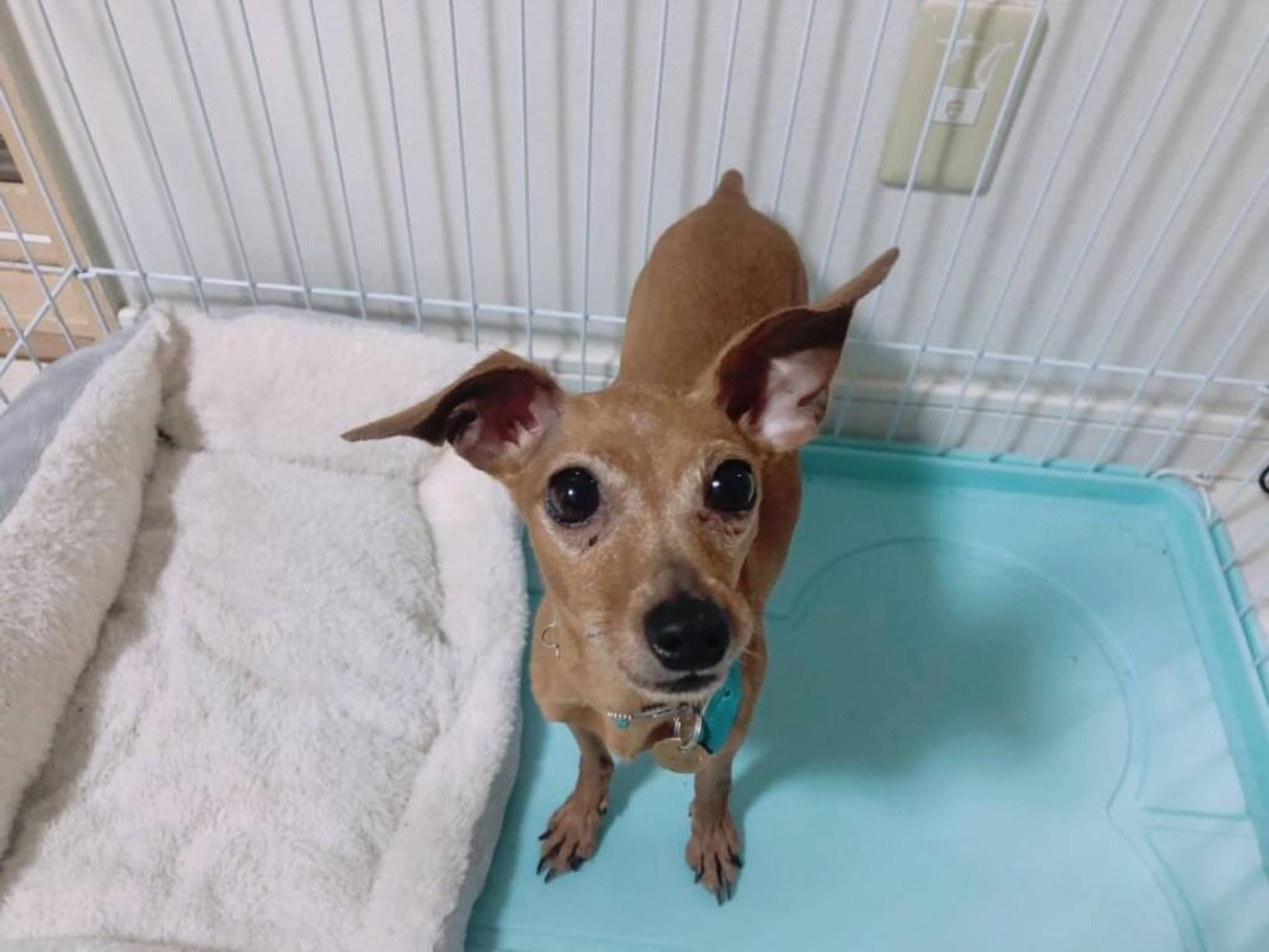 pet-image-2
