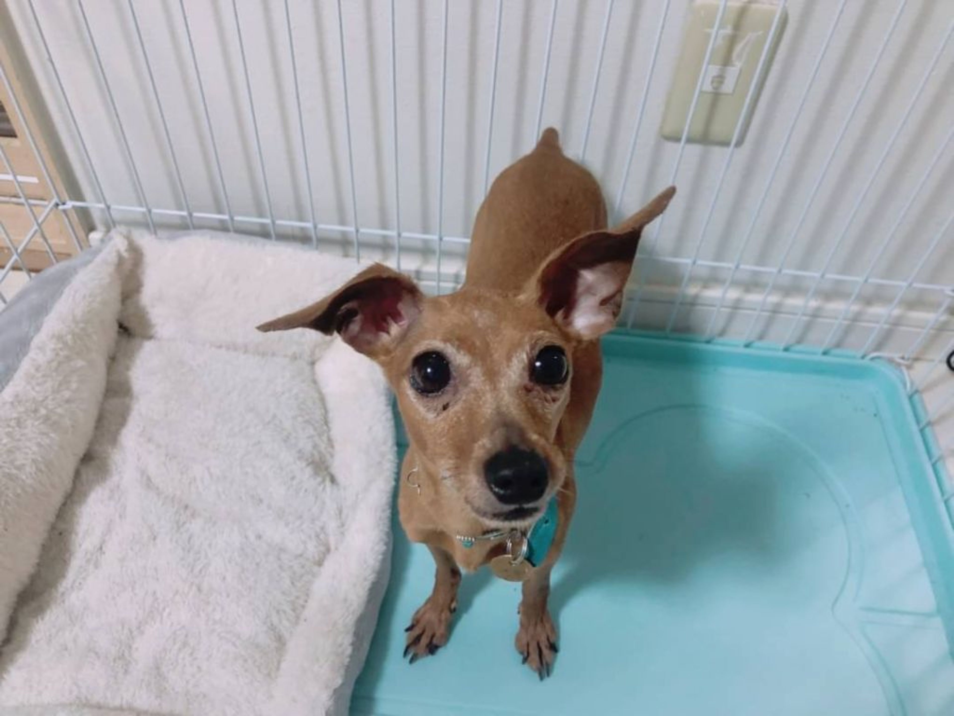pet-image-2