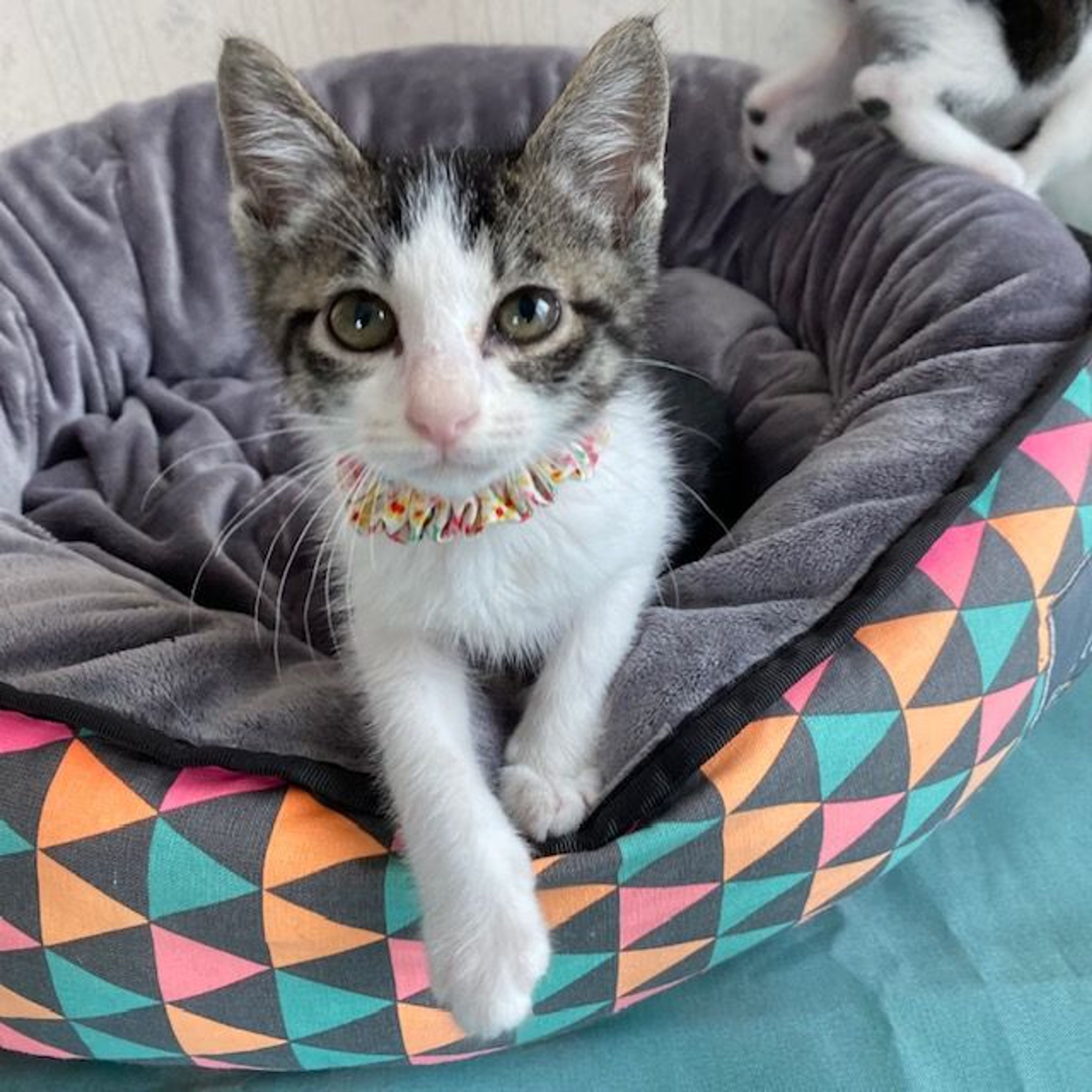pet-image-2