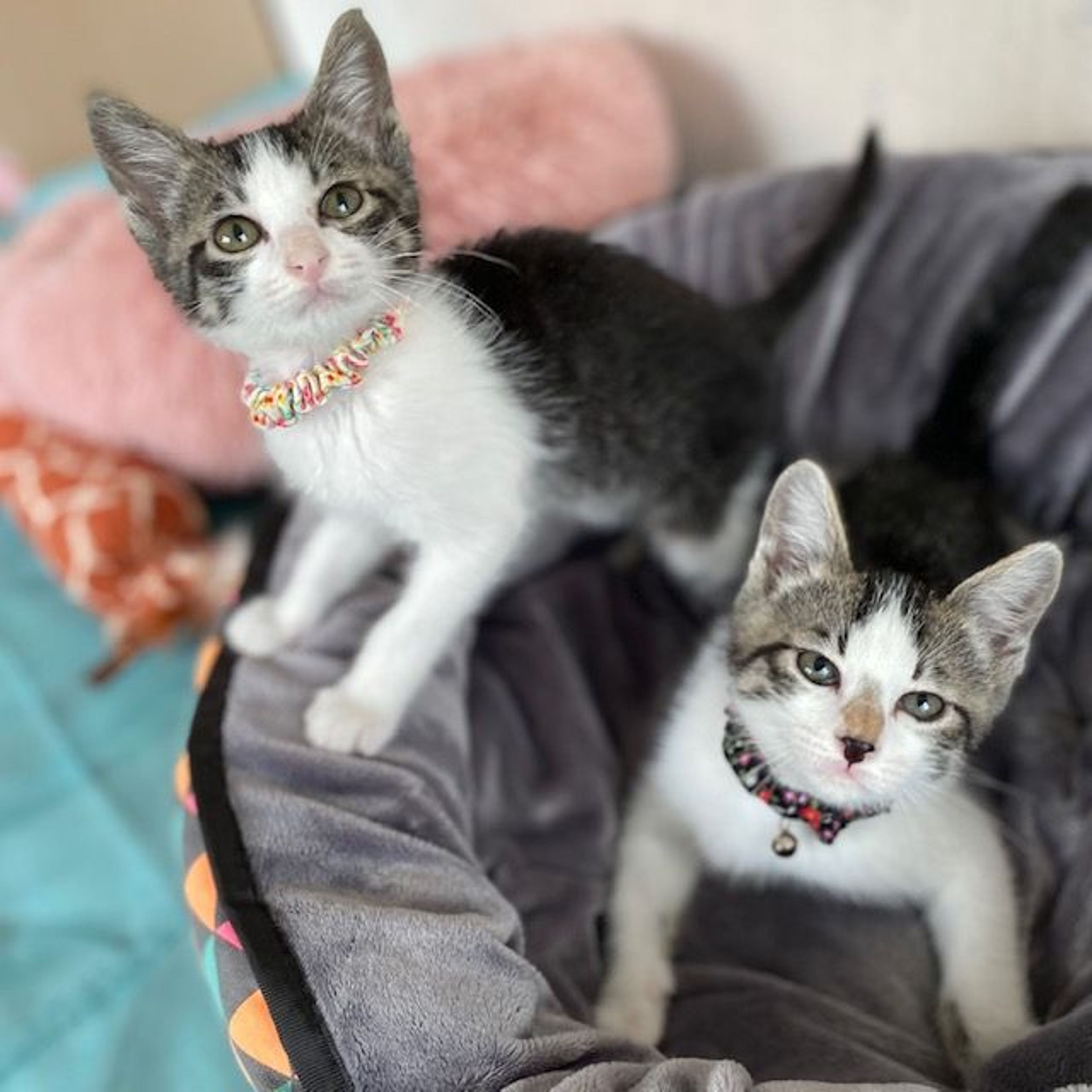 pet-image-5