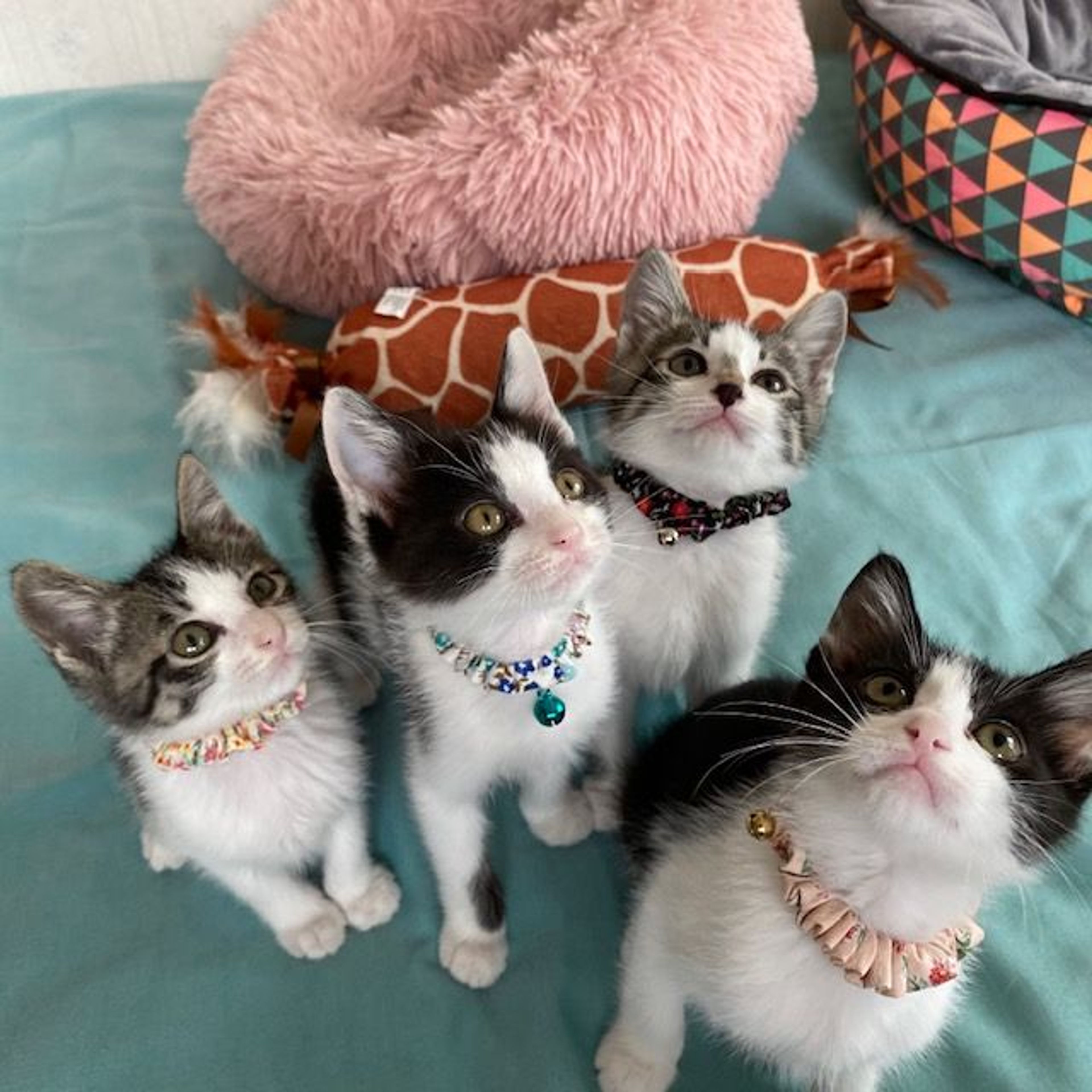 pet-image-6