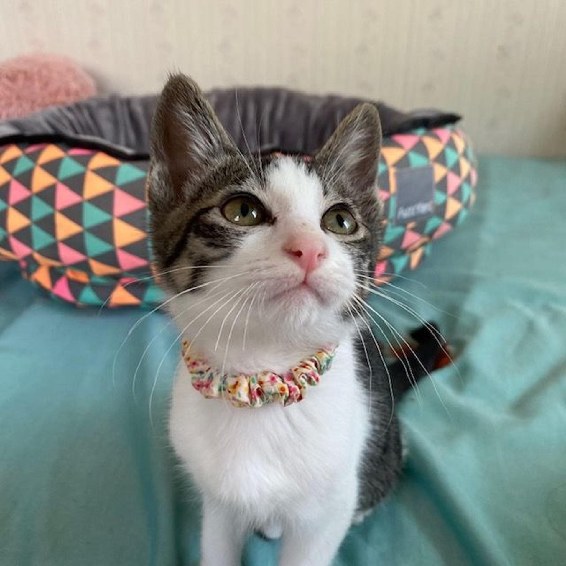pet-image-3