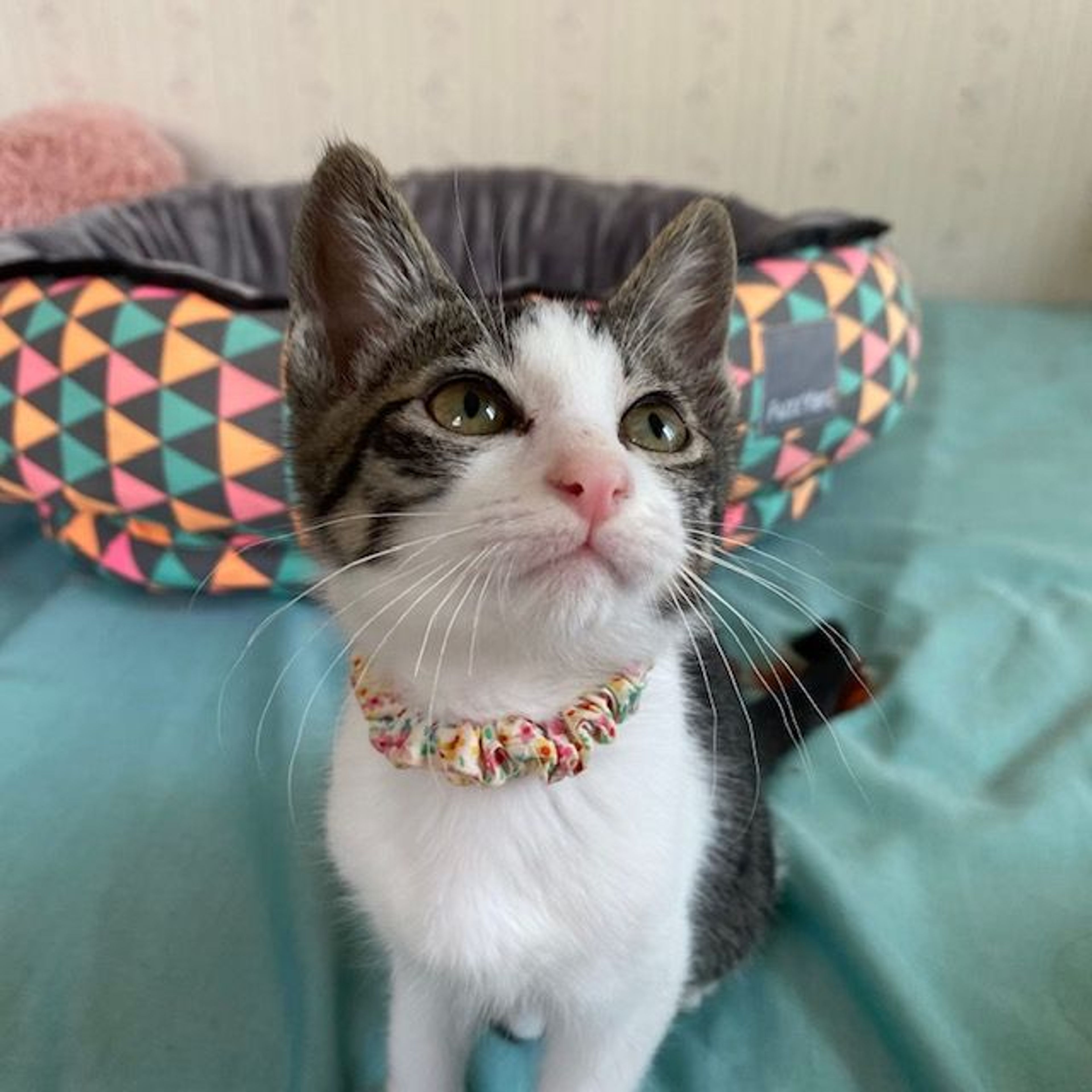 pet-image-3