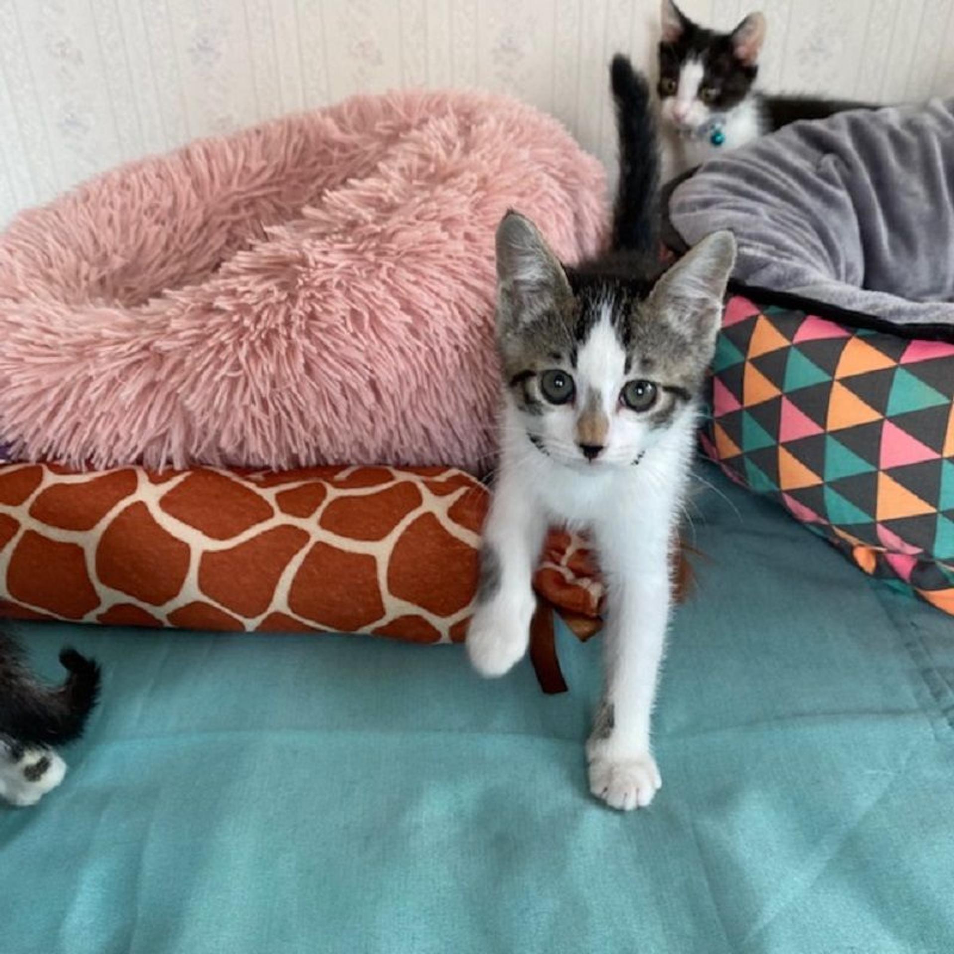 pet-image-3