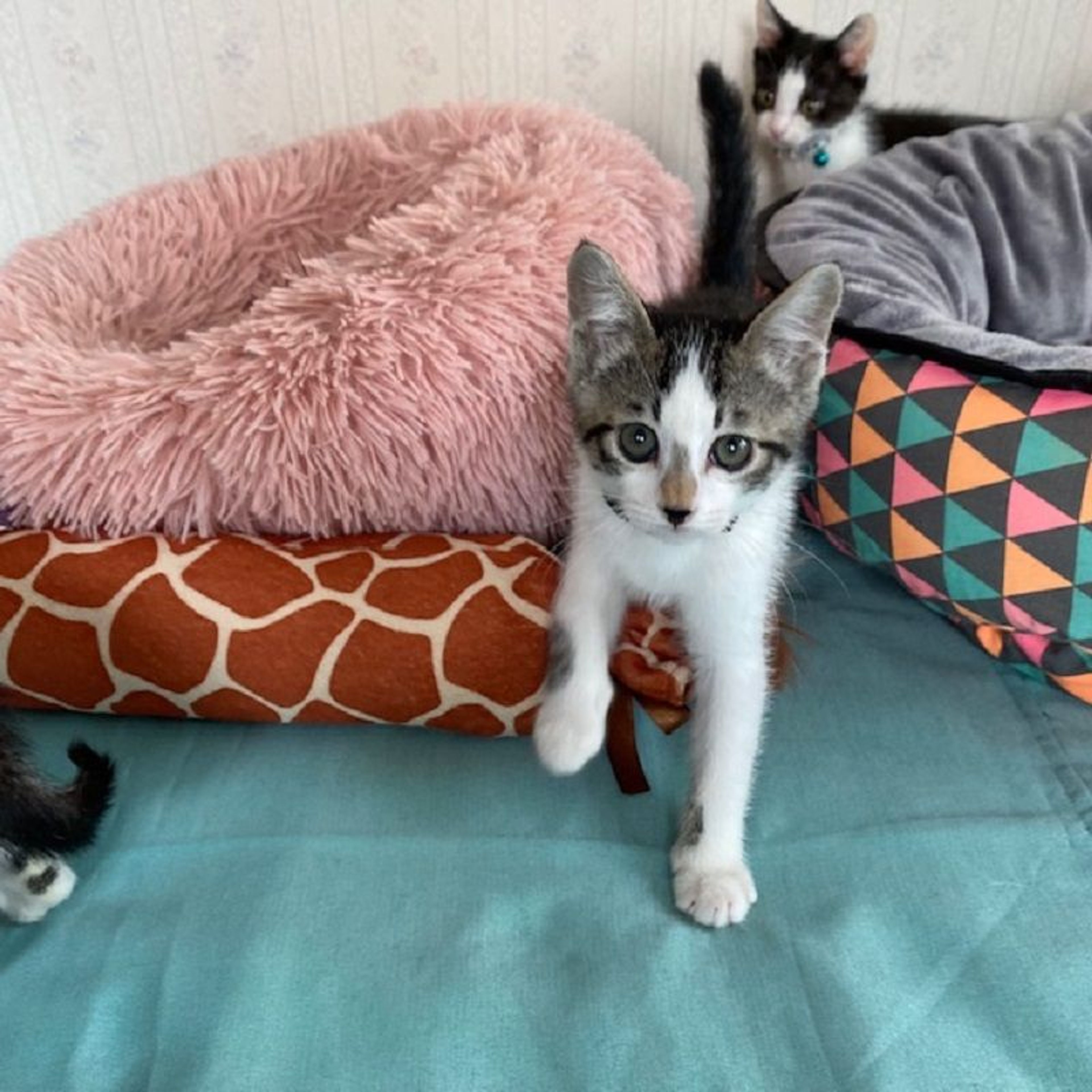 pet-image-3