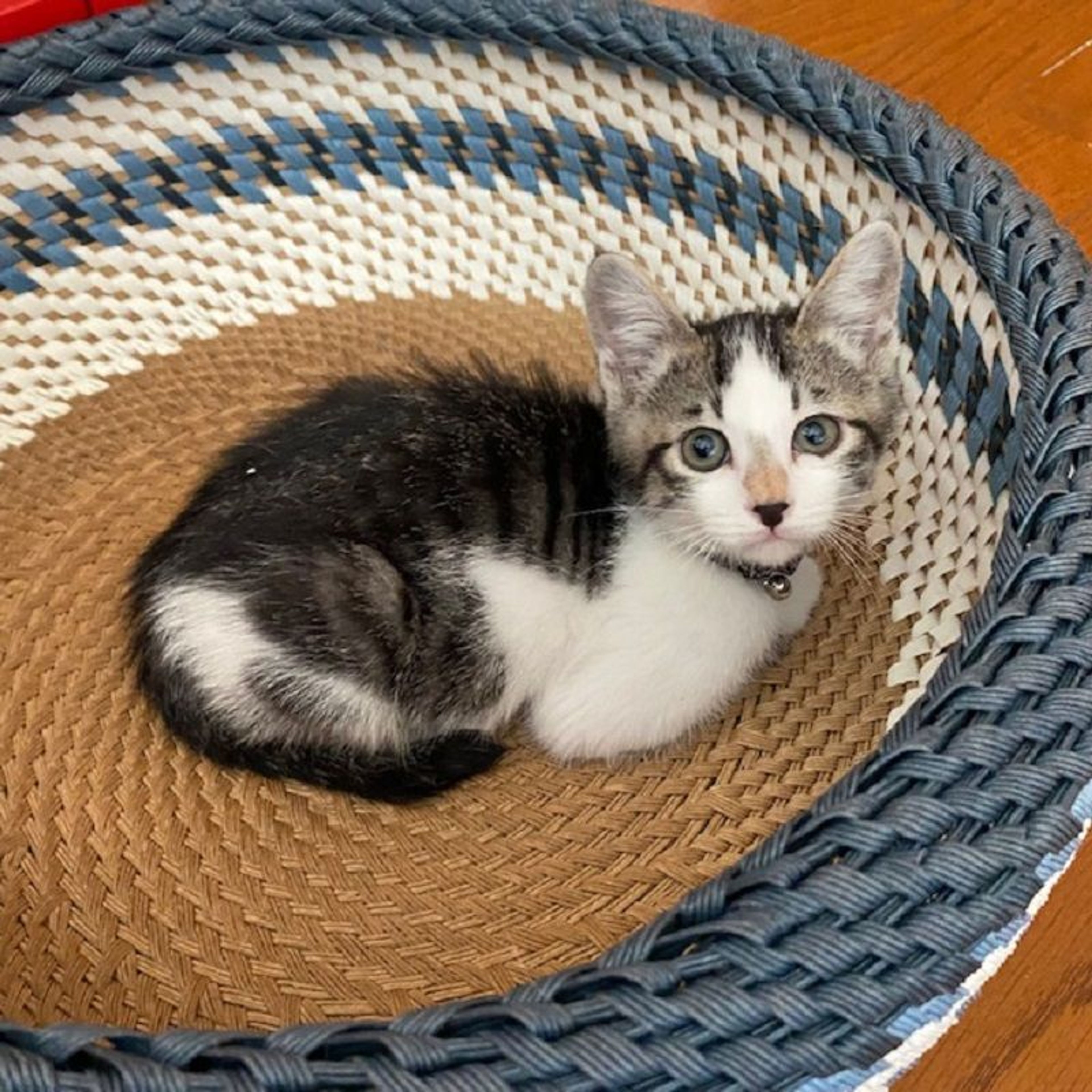 pet-image-4