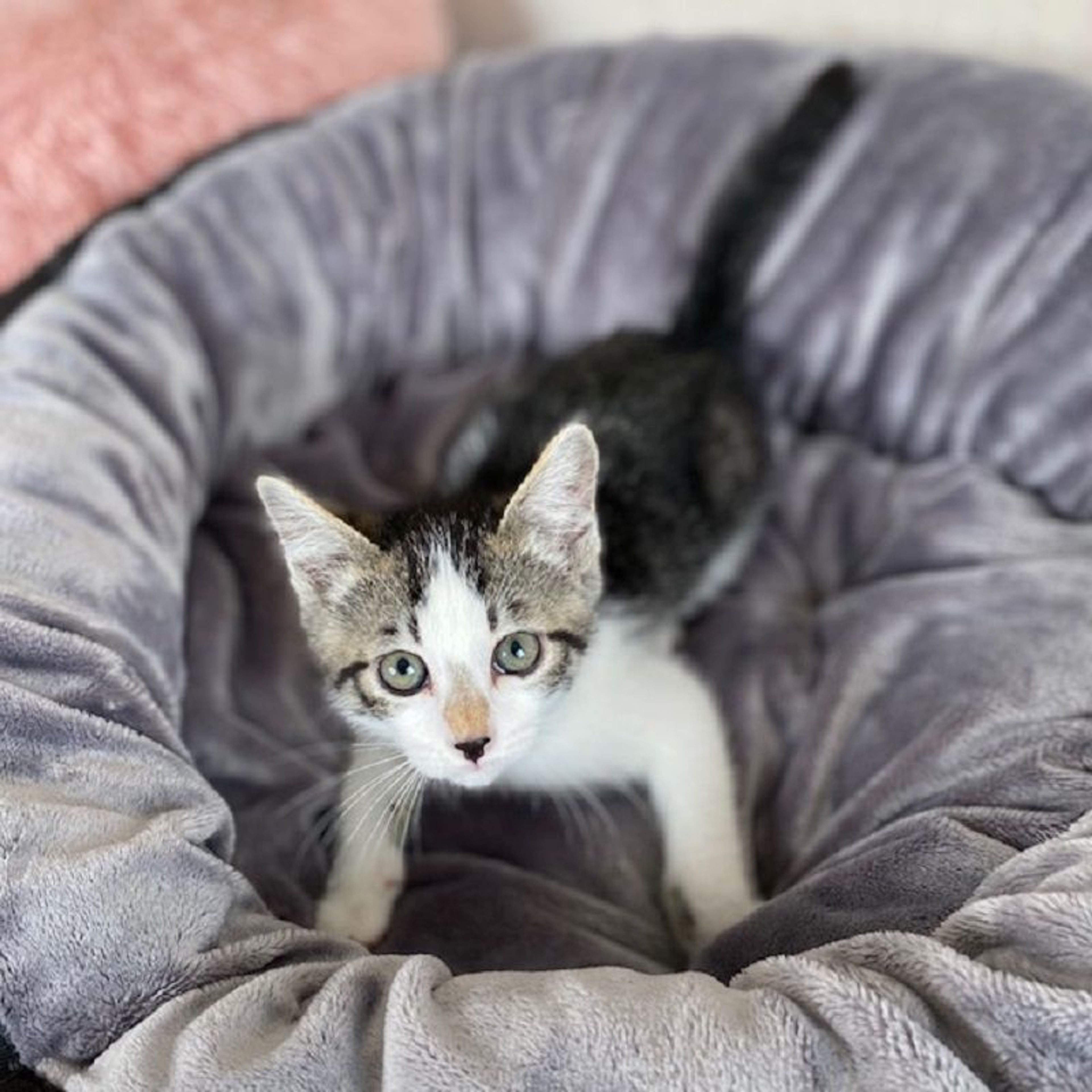 pet-image-5