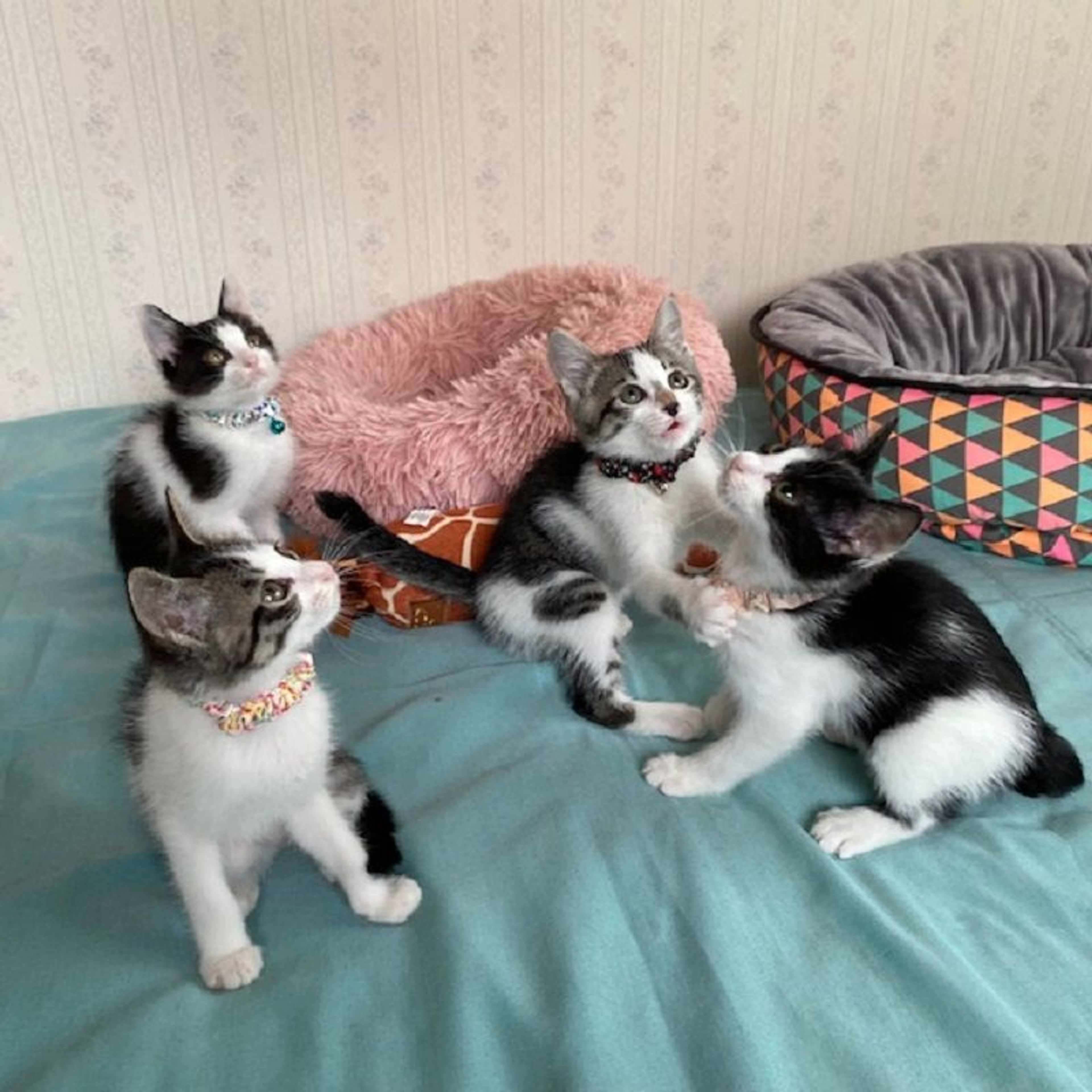 pet-image-6