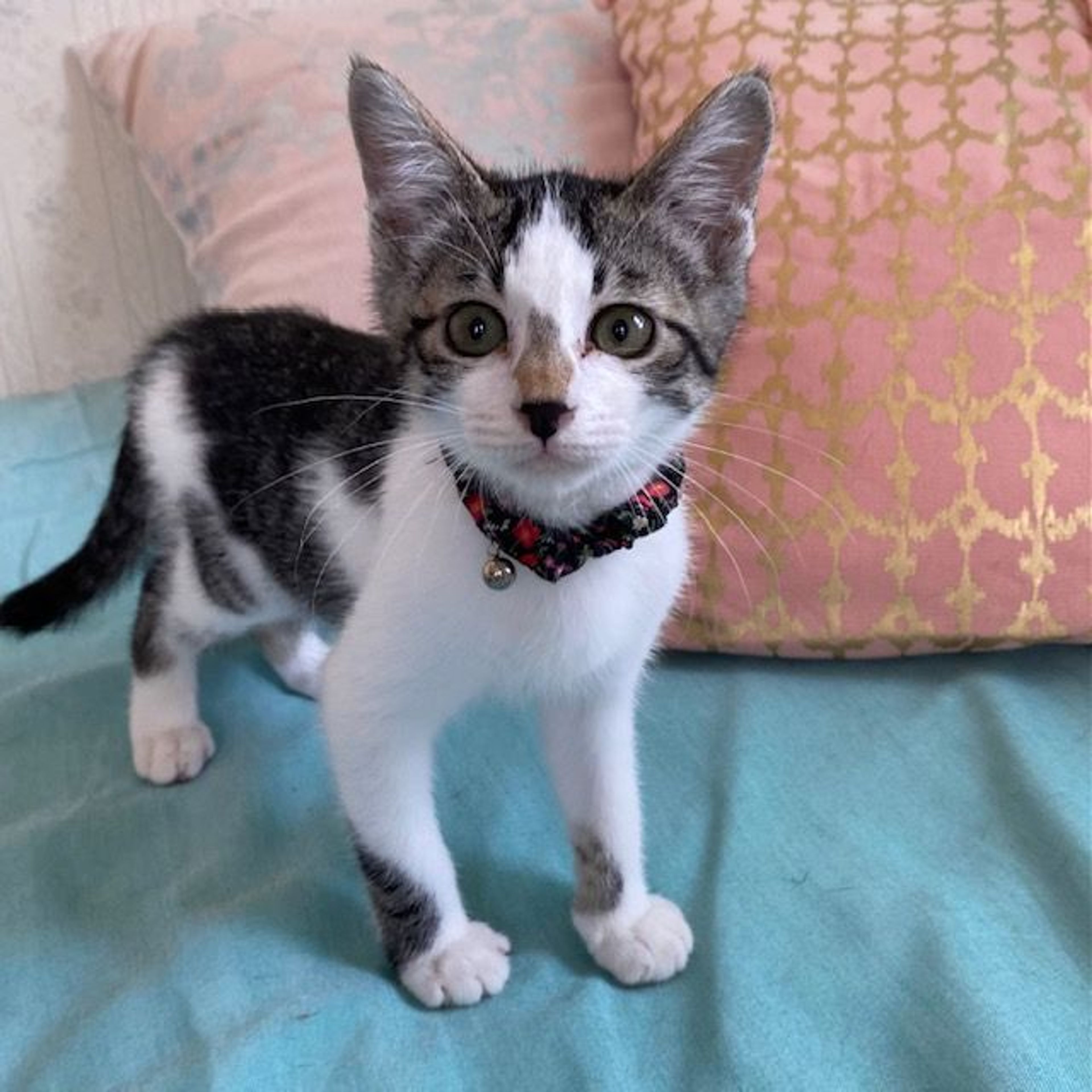 雑種（ミックス猫）・メスの里親募集の写真