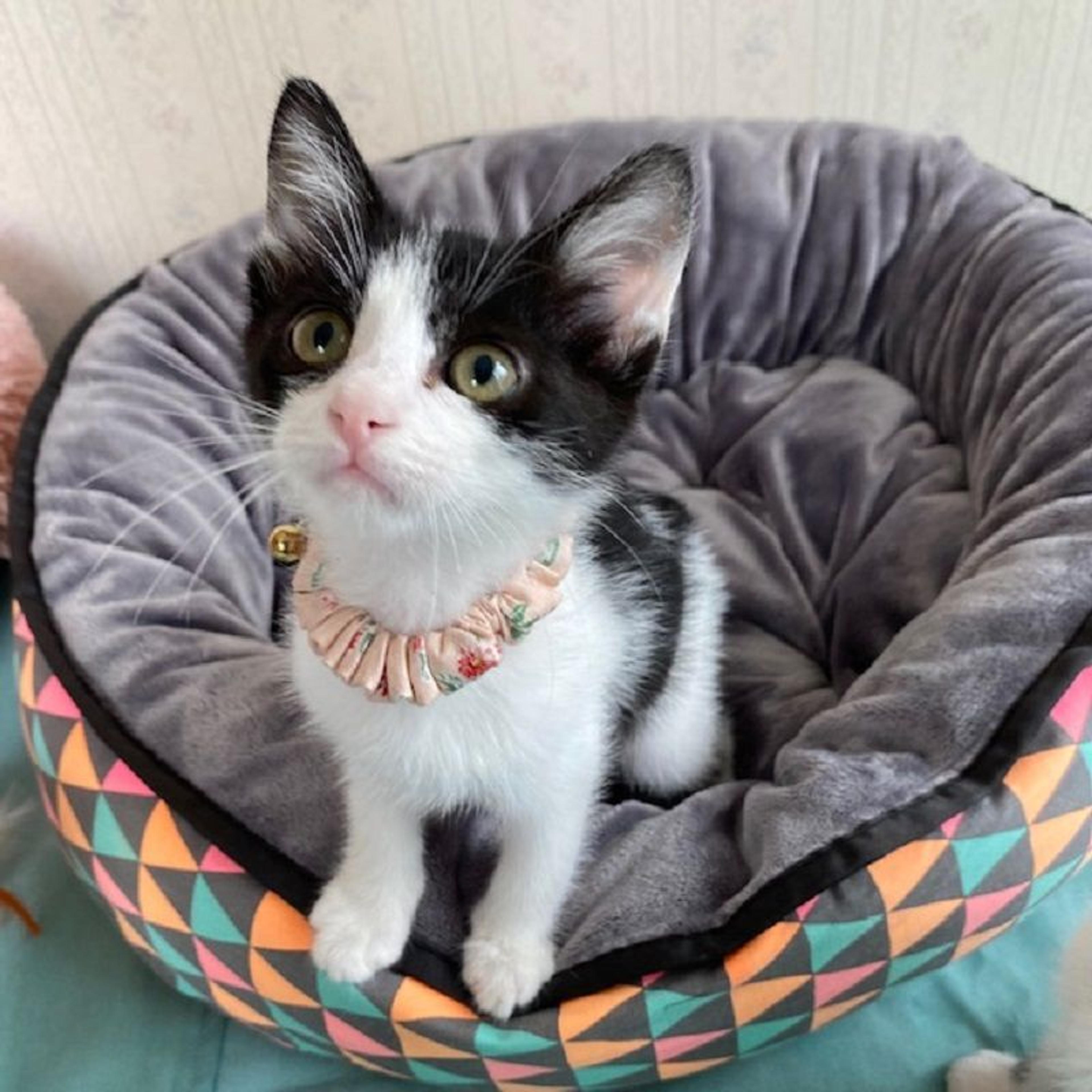 pet-image-2