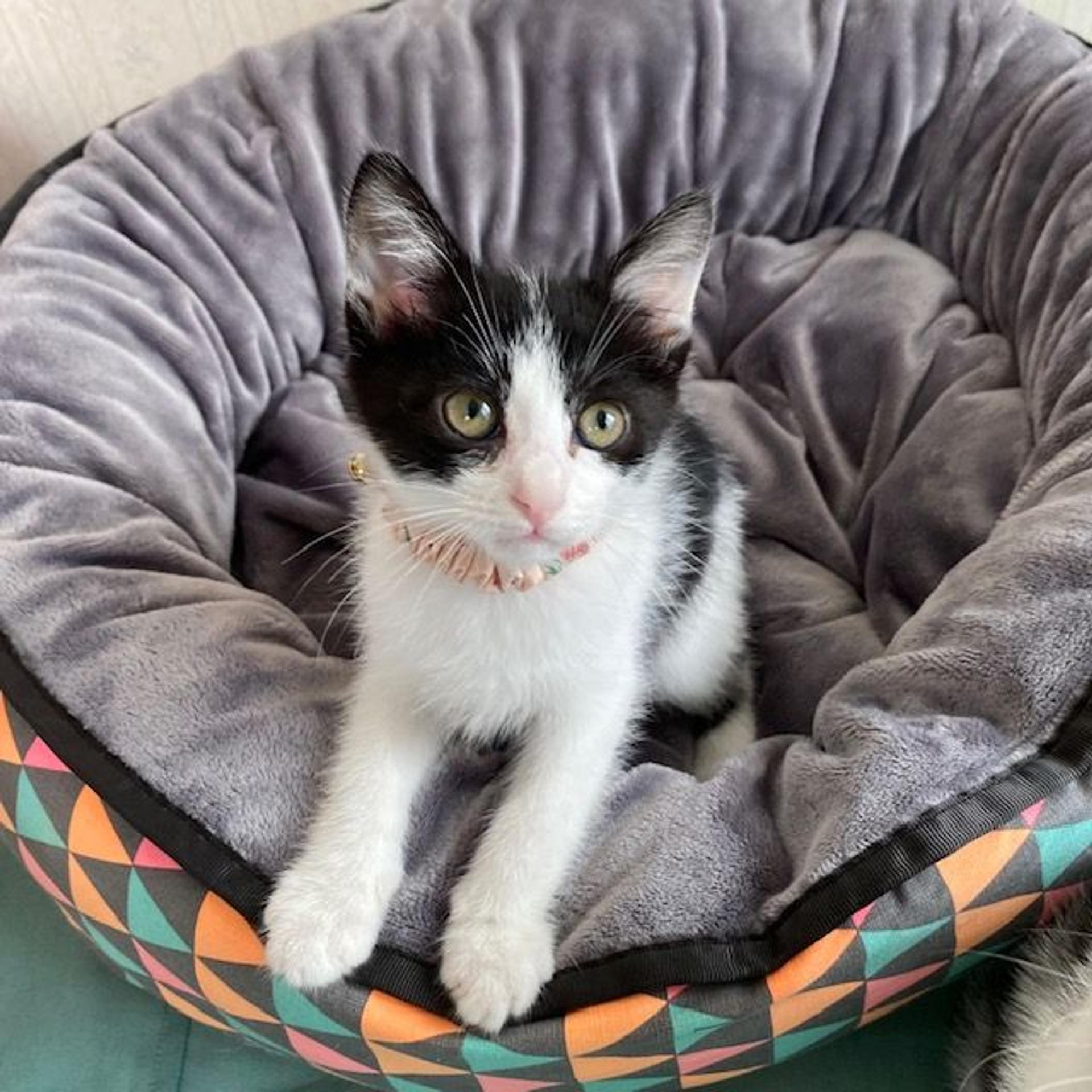 pet-image-3
