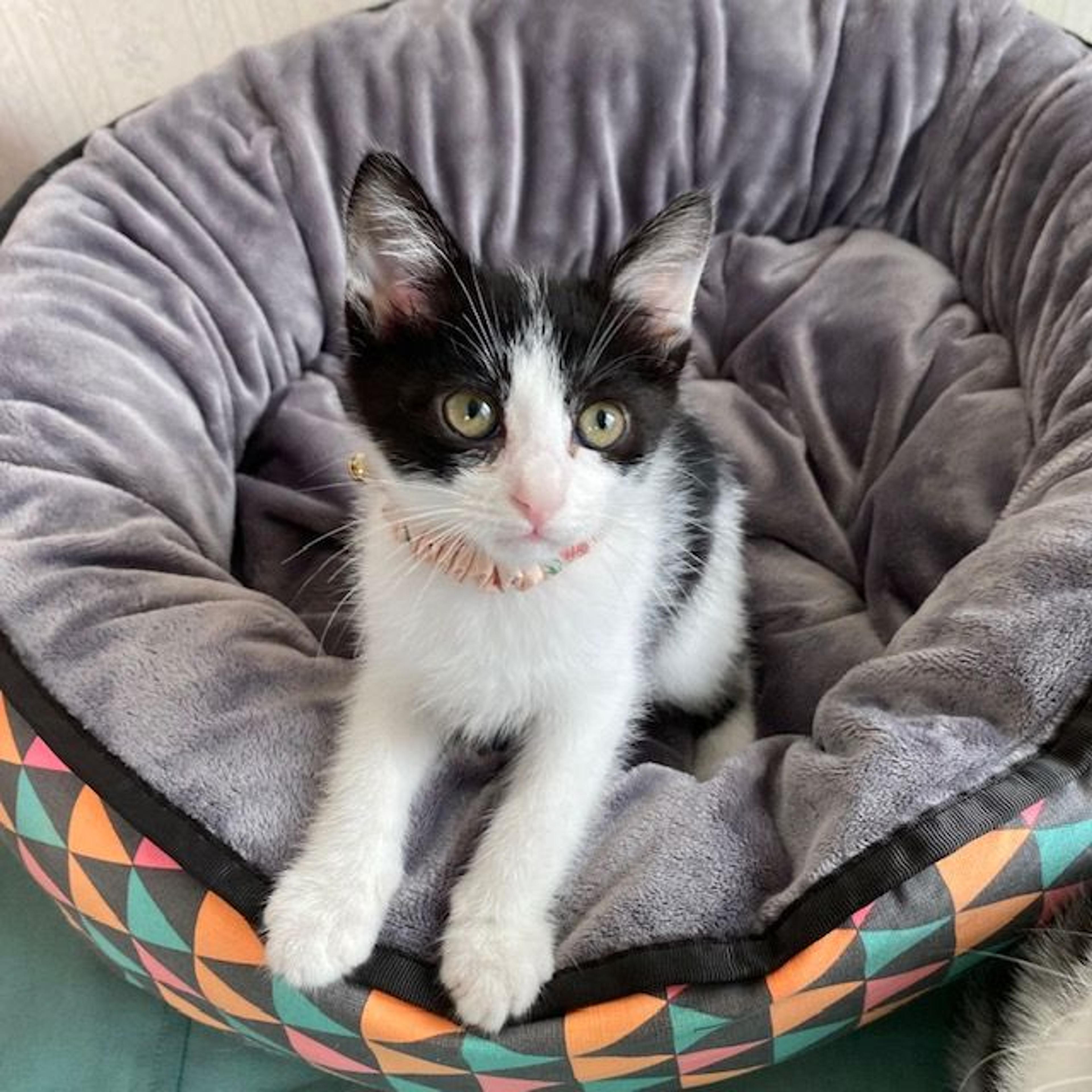 pet-image-3