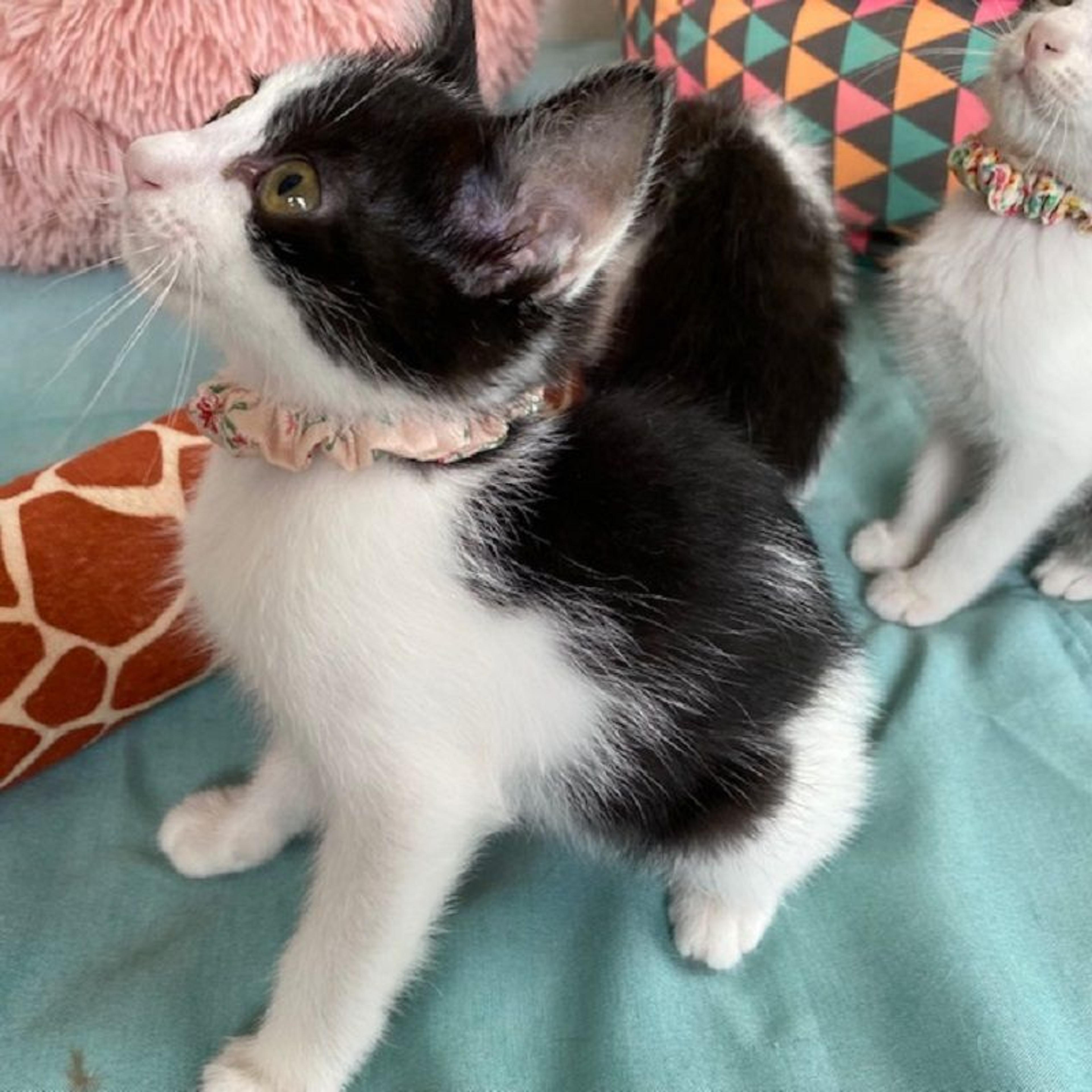 pet-image-5