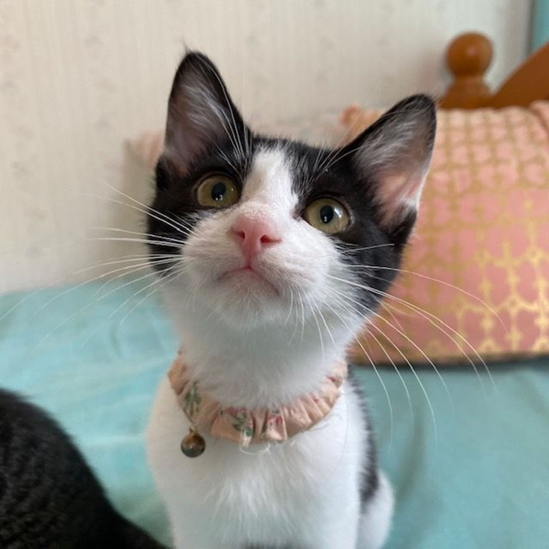 雑種（ミックス猫）・メスの里親募集の写真