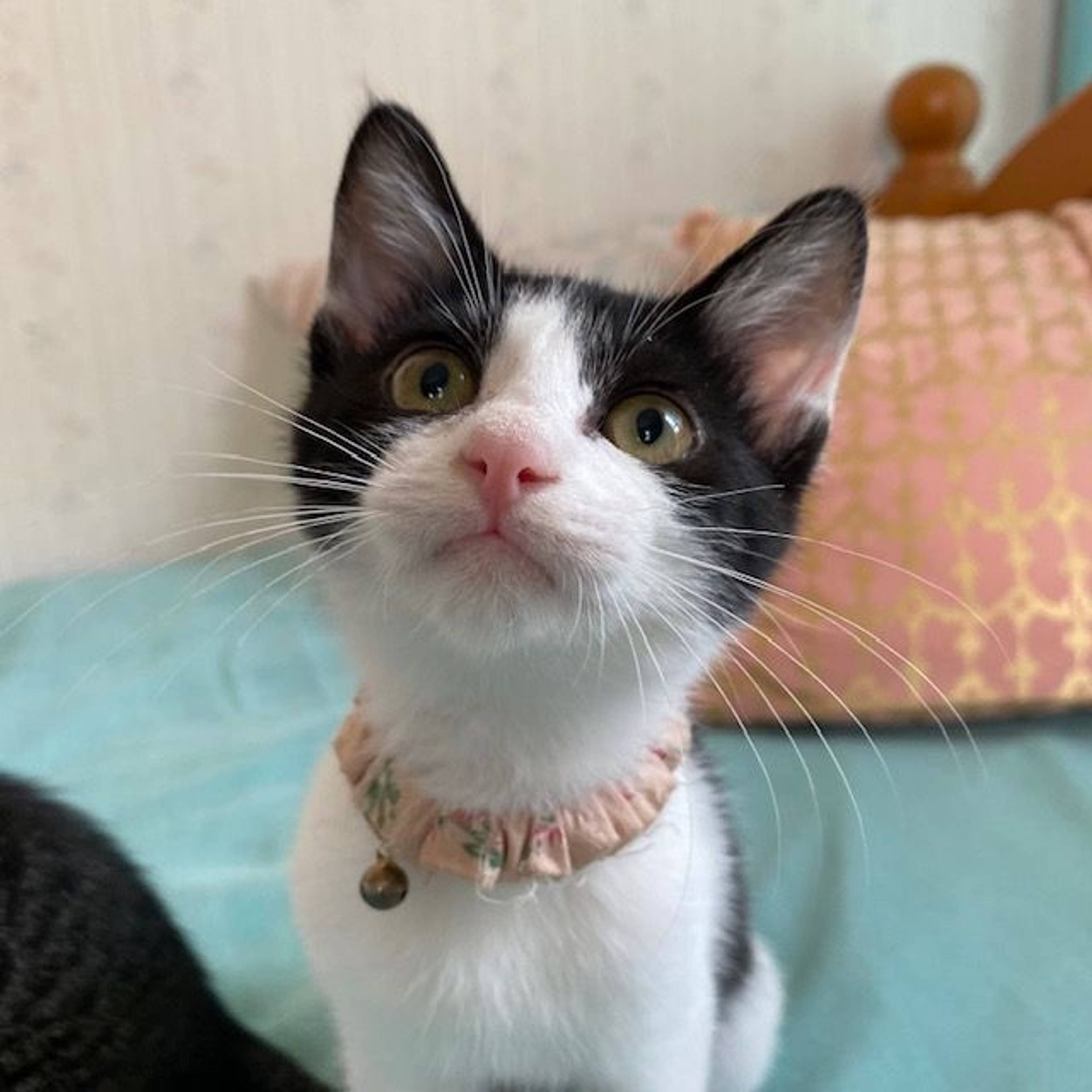 雑種（ミックス猫）・メスの里親募集の写真