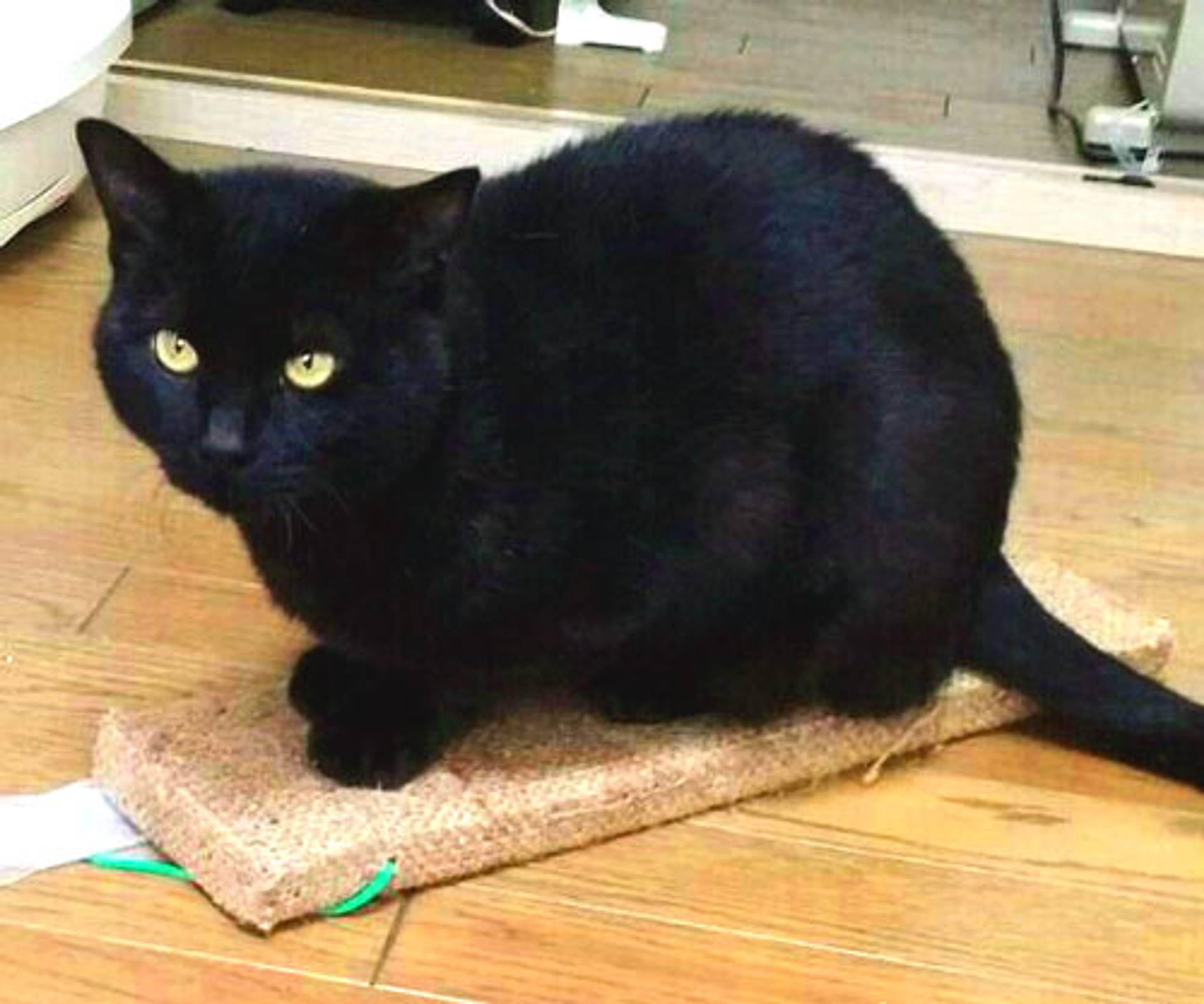 雑種（ミックス猫）・オスの里親募集の写真