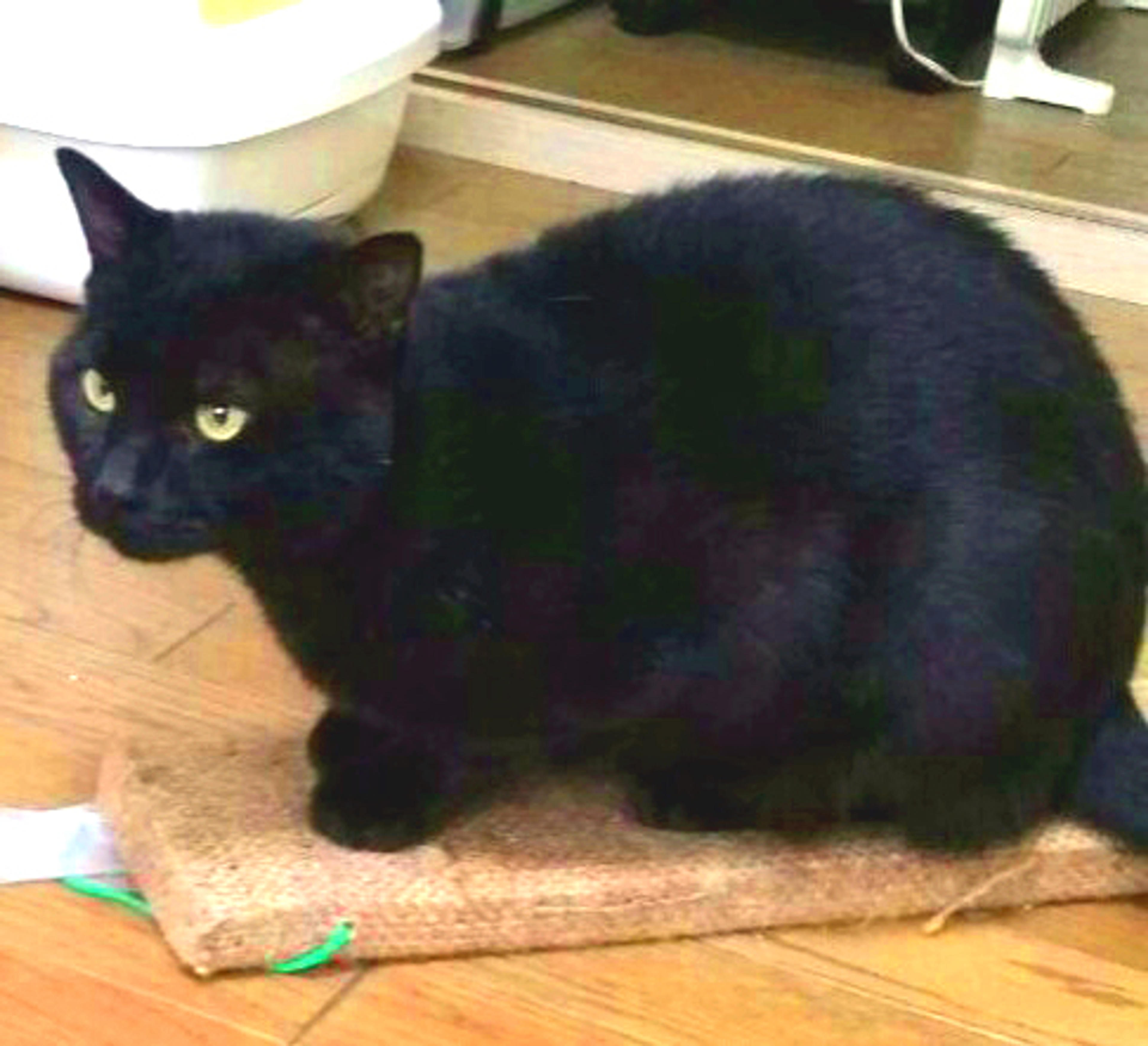 pet-image-2