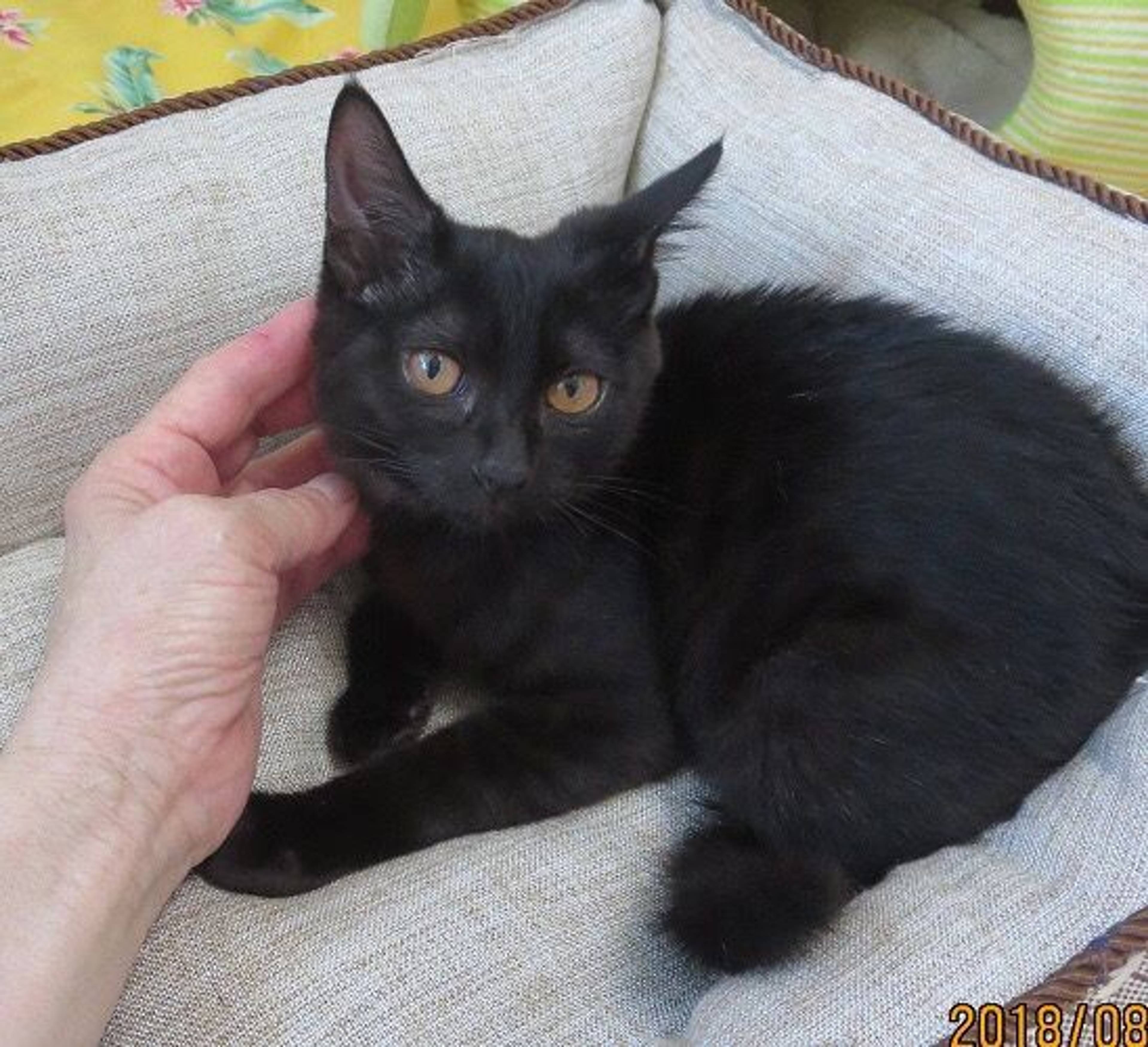 雑種（ミックス猫）・メスの里親募集の写真