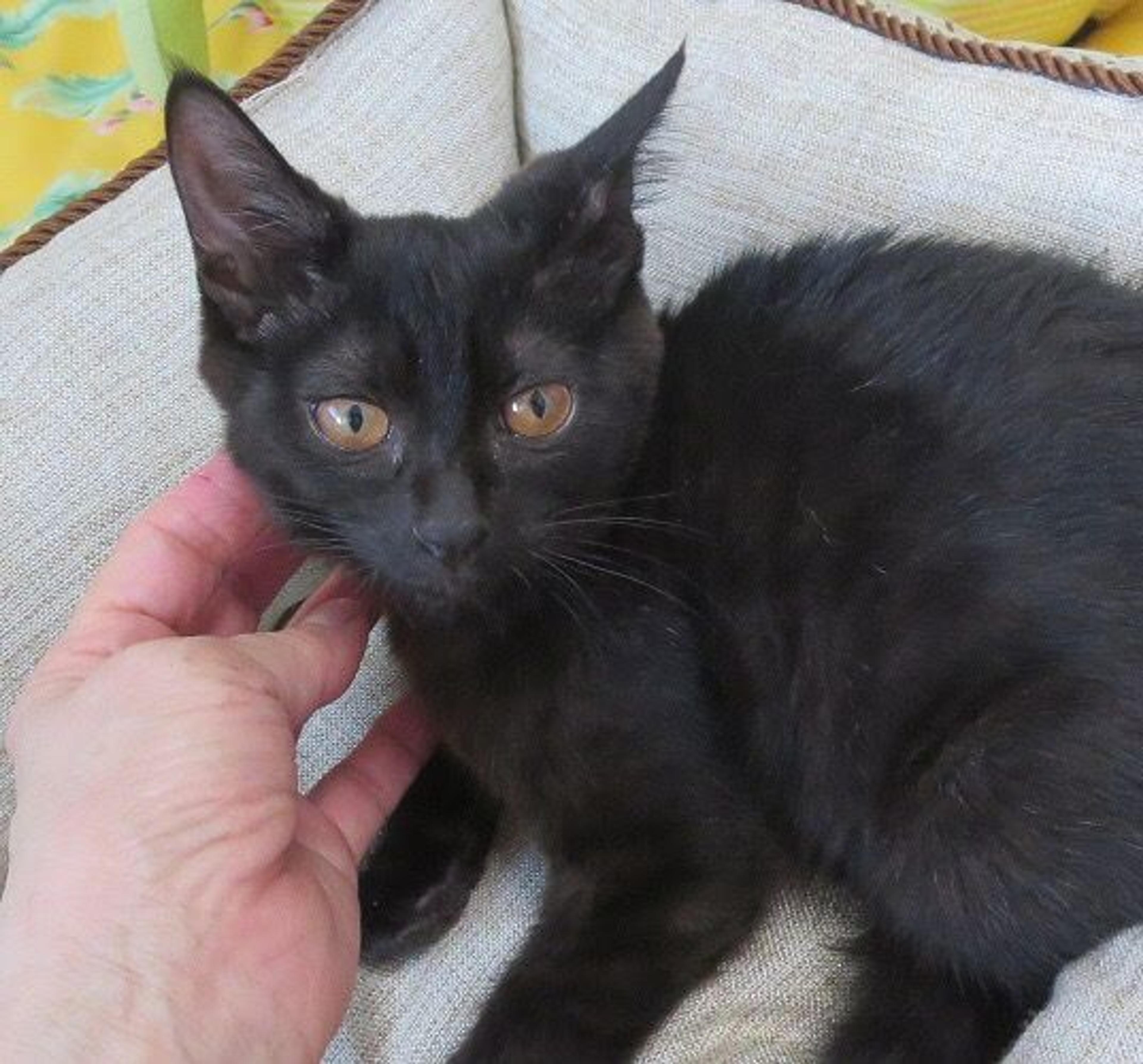 pet-image-3