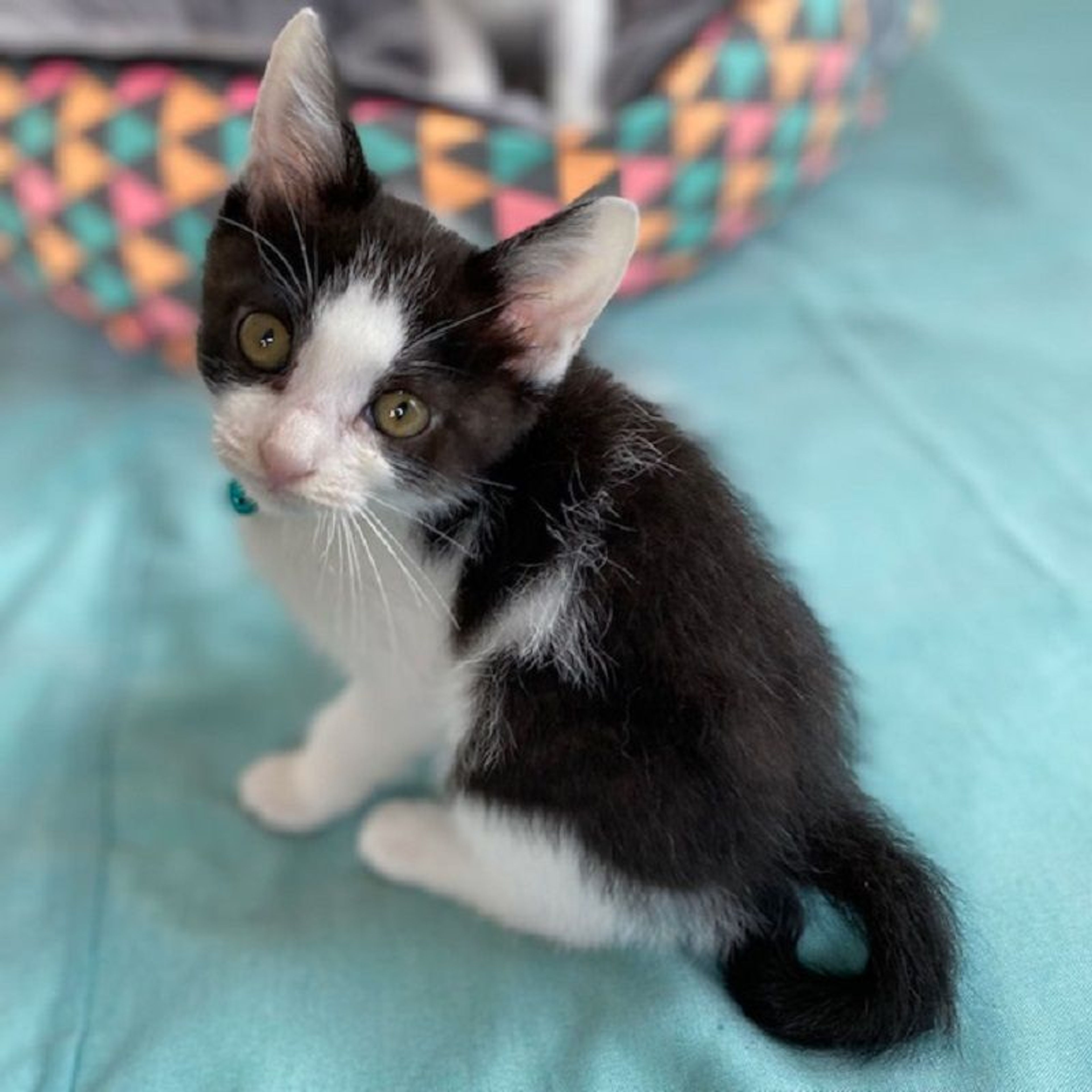 pet-image-3