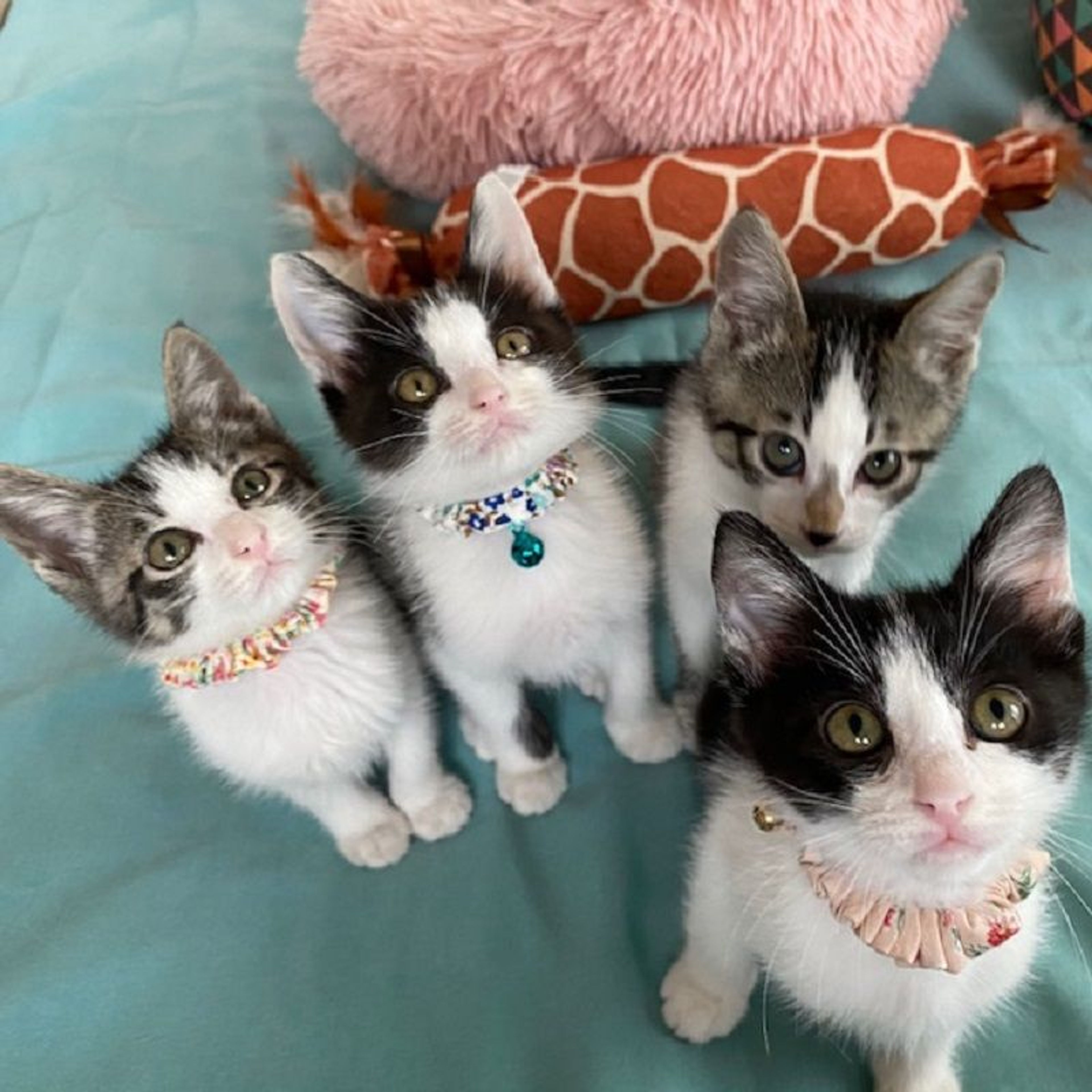 pet-image-6